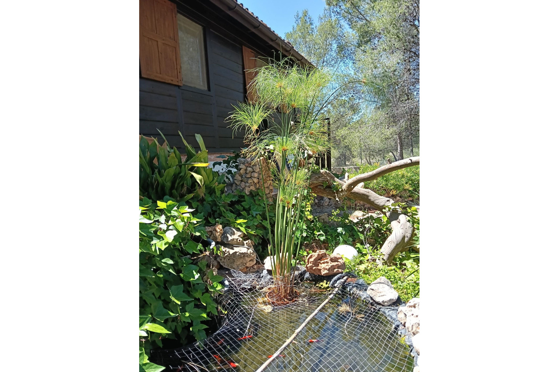 Resale - Finca - Country Property -
Sax