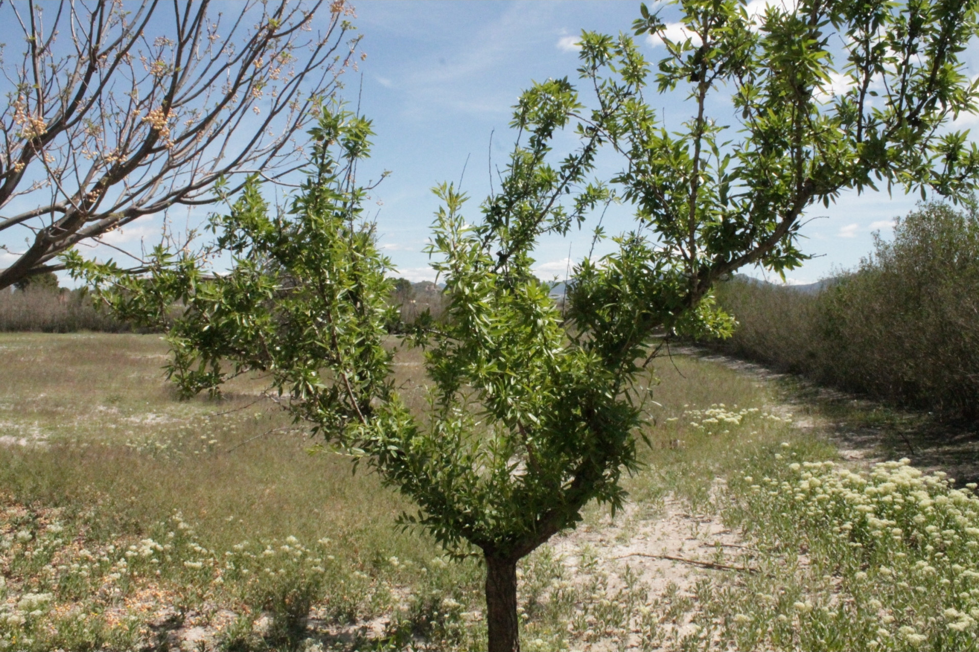 Resale - Finca / Country Property -
Villena - Villena Alicante