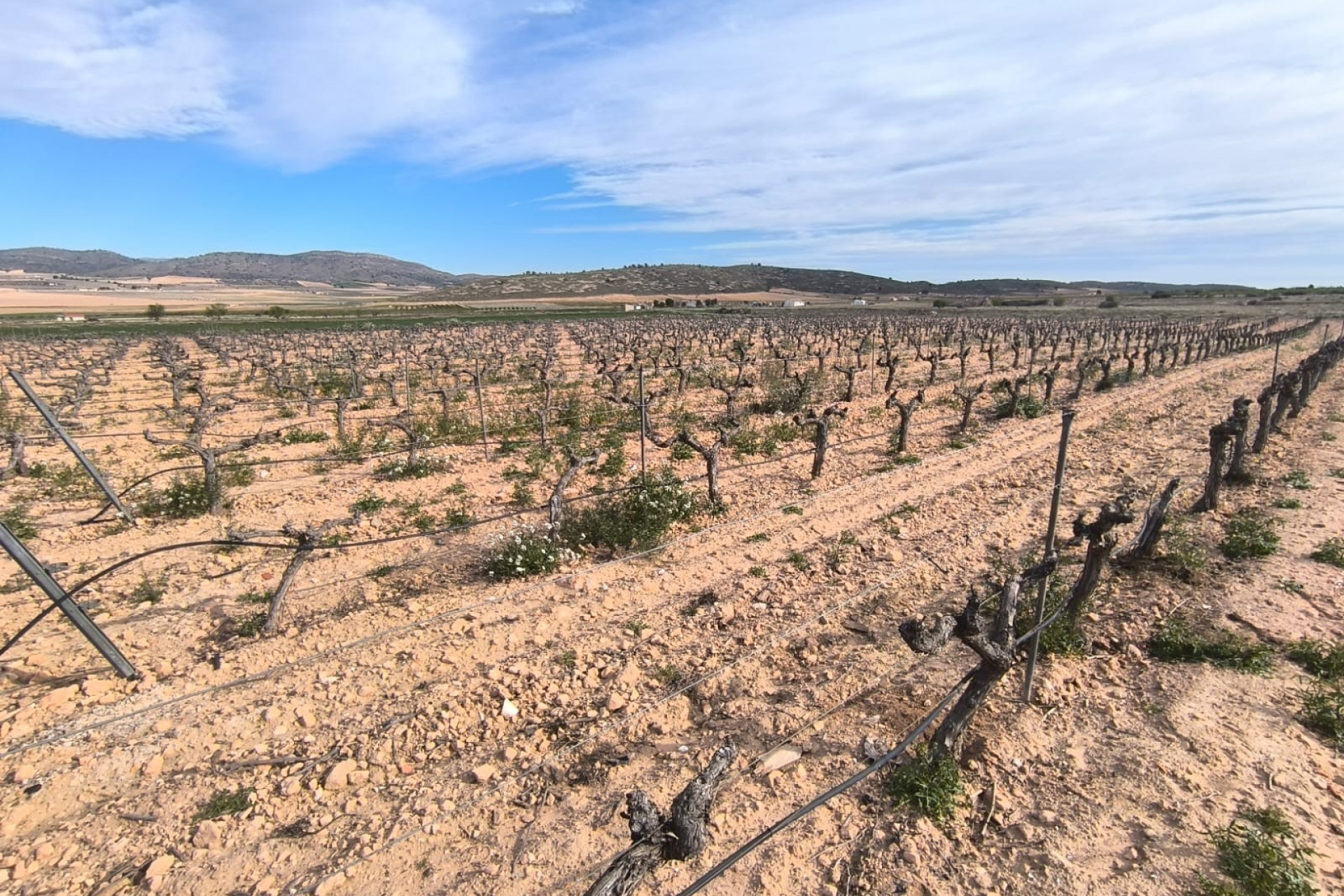 Resale - Finca / Country Property -
Yecla