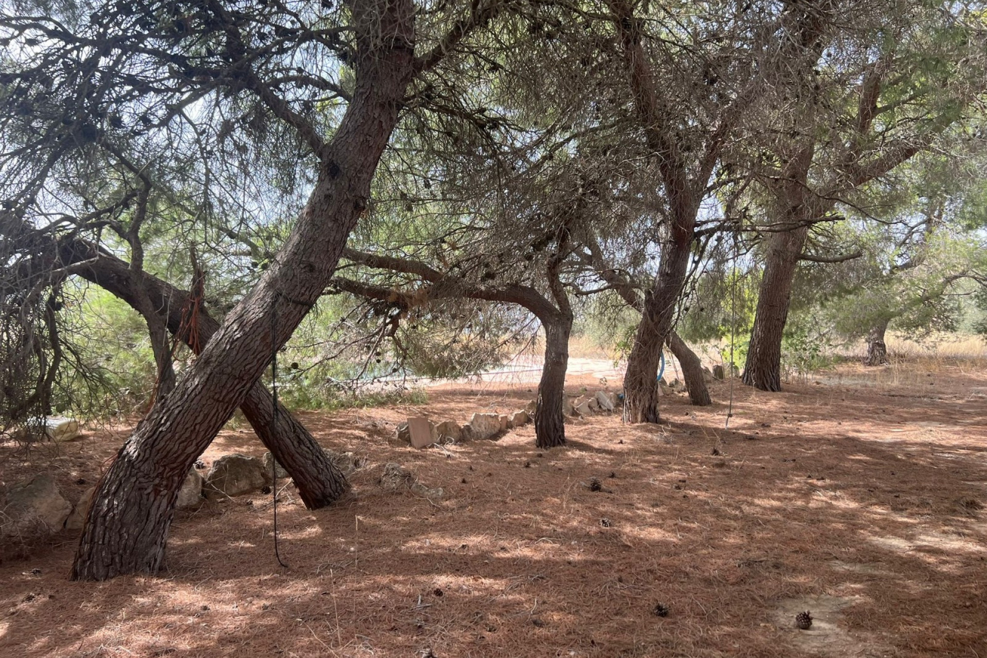 Resale - Finca / Country Property -
Yecla