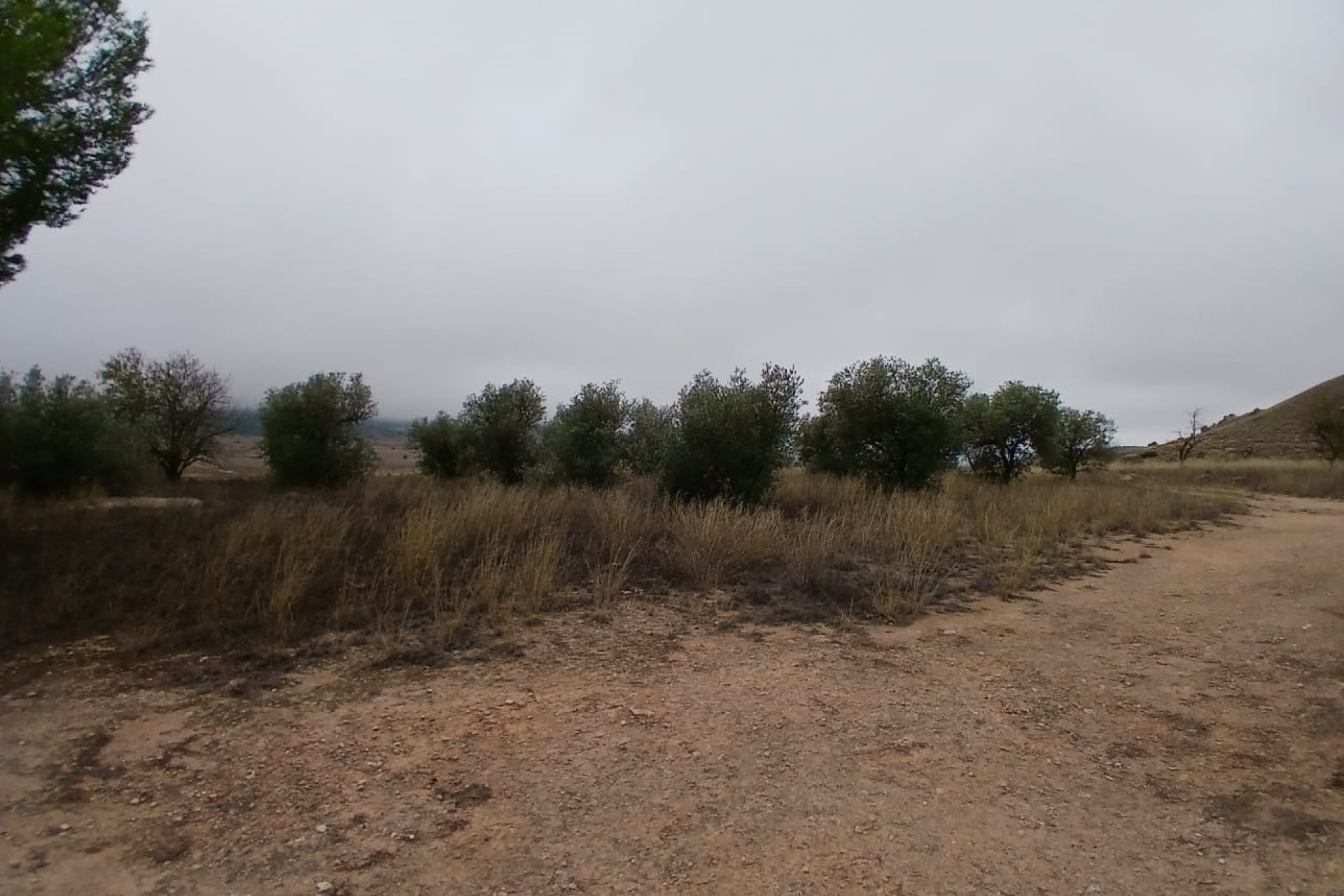 Resale - Finca / Country Property -
Yecla