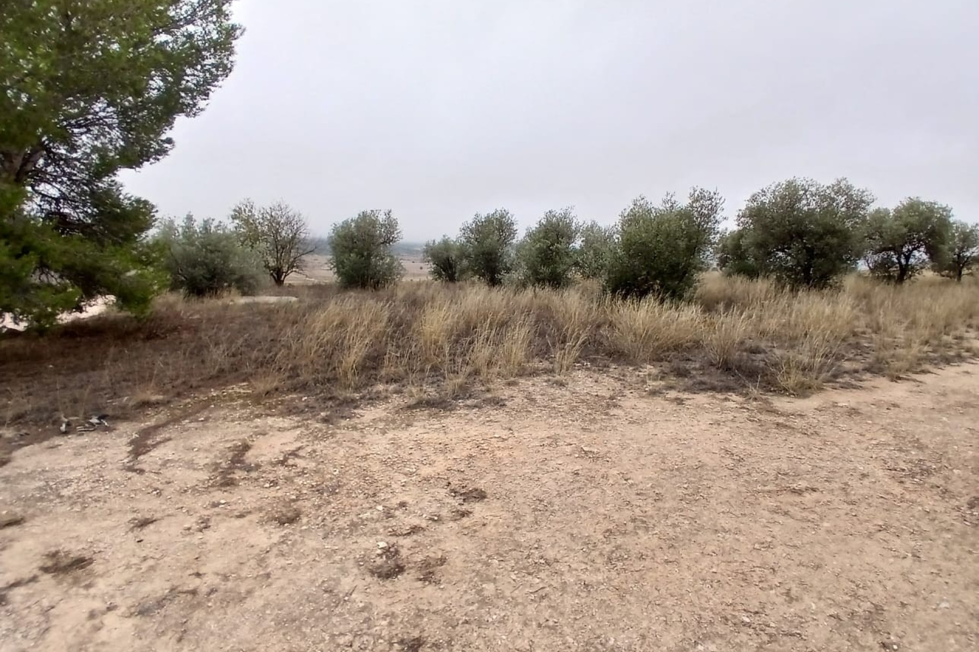 Resale - Finca / Country Property -
Yecla