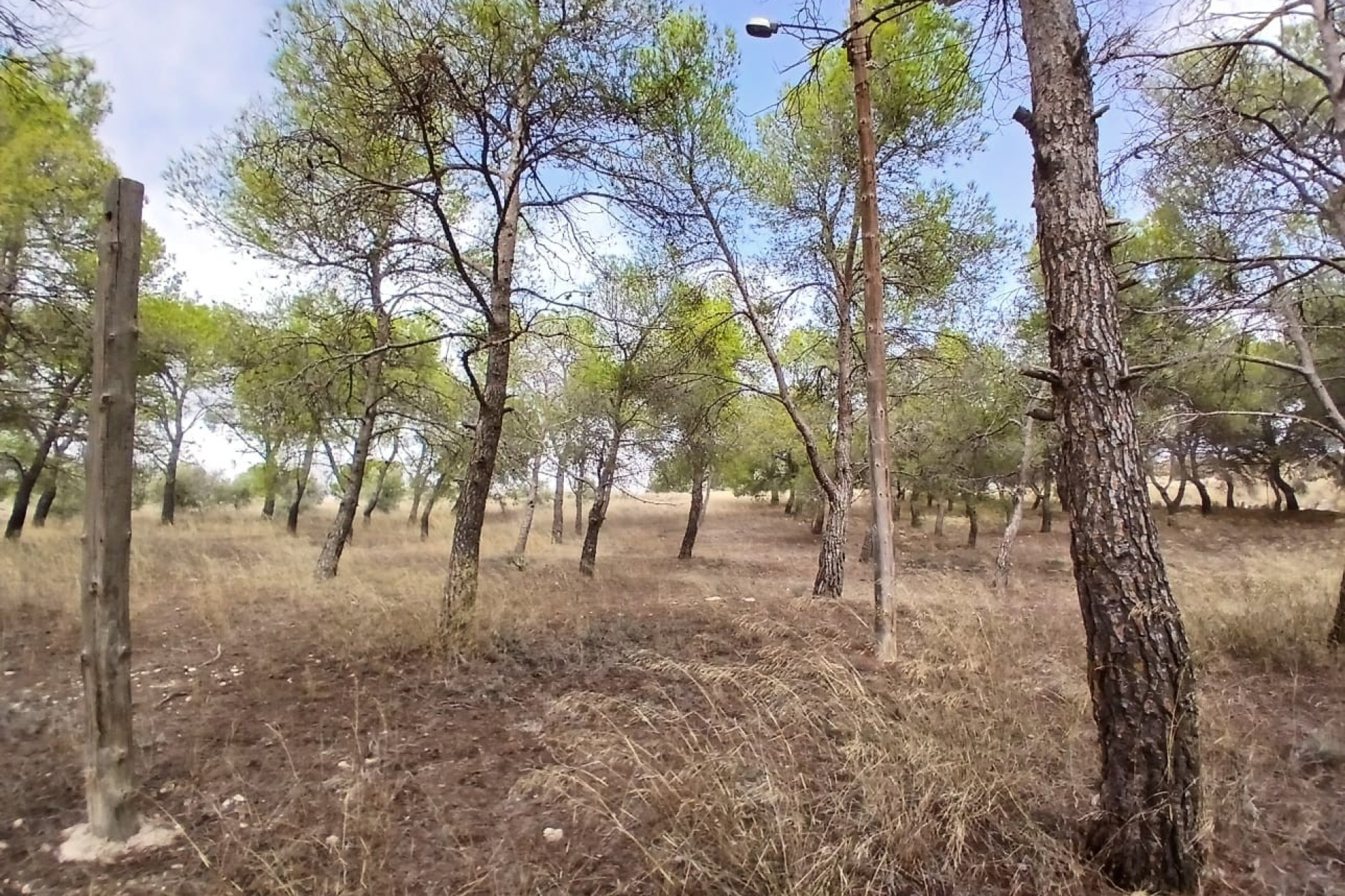 Resale - Finca / Country Property -
Yecla