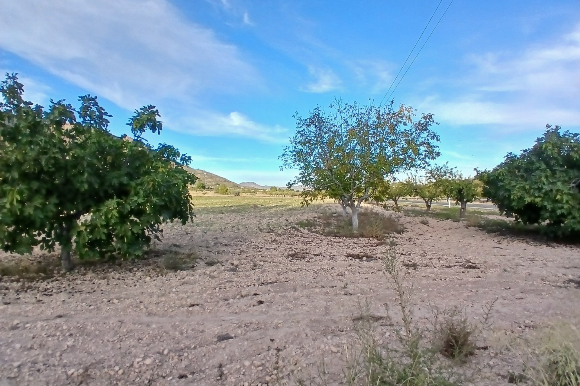 Resale - Finca / Country Property -
Yecla