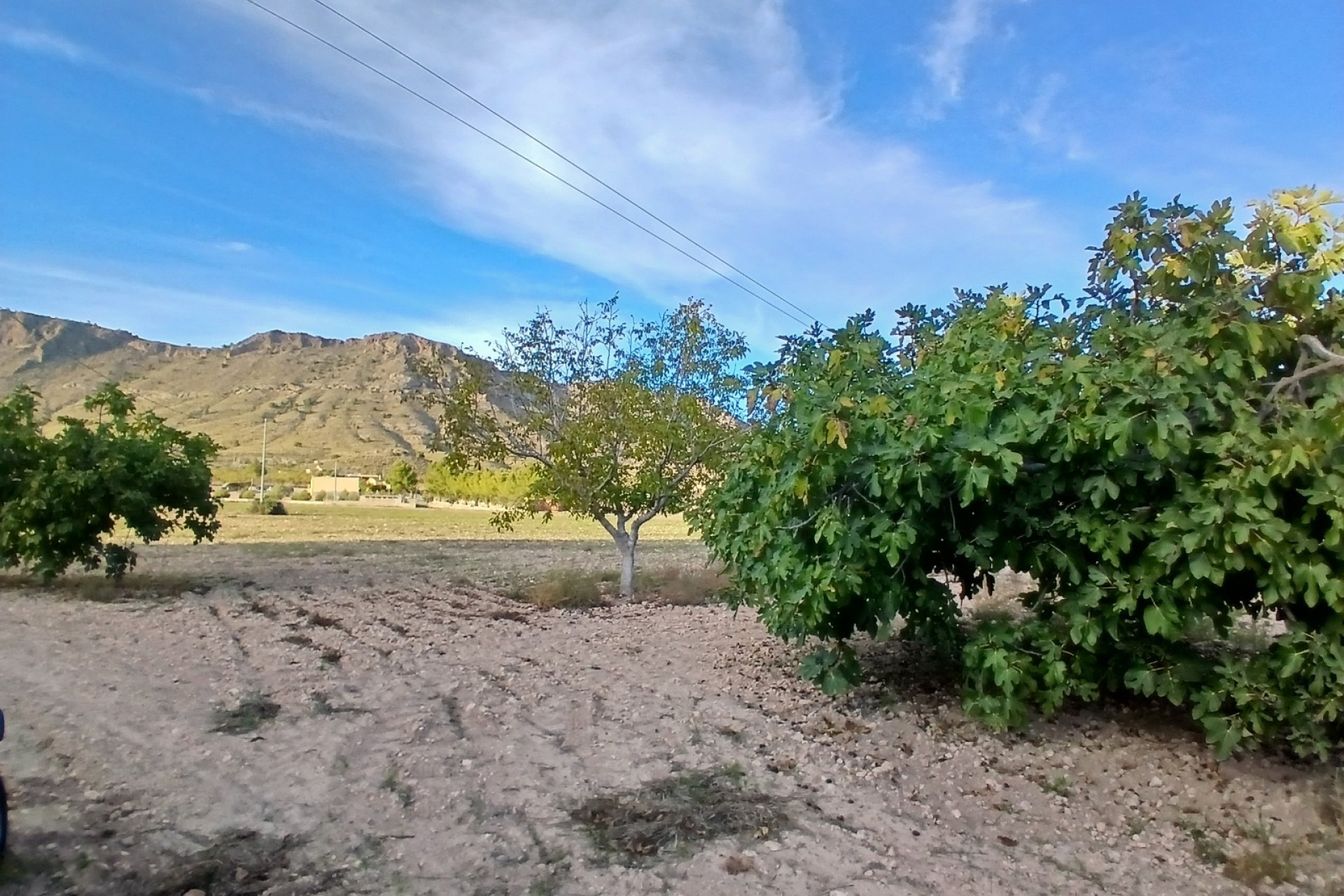 Resale - Finca / Country Property -
Yecla