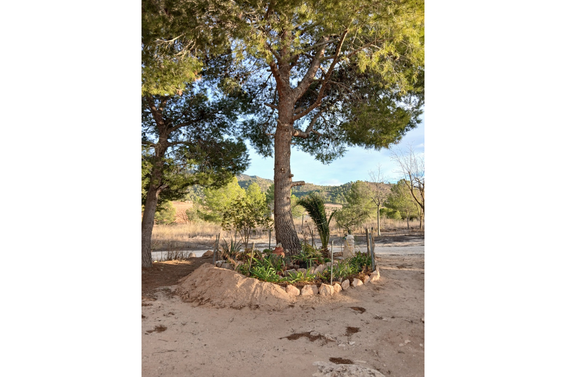 Resale - Finca / Country Property -
Yecla