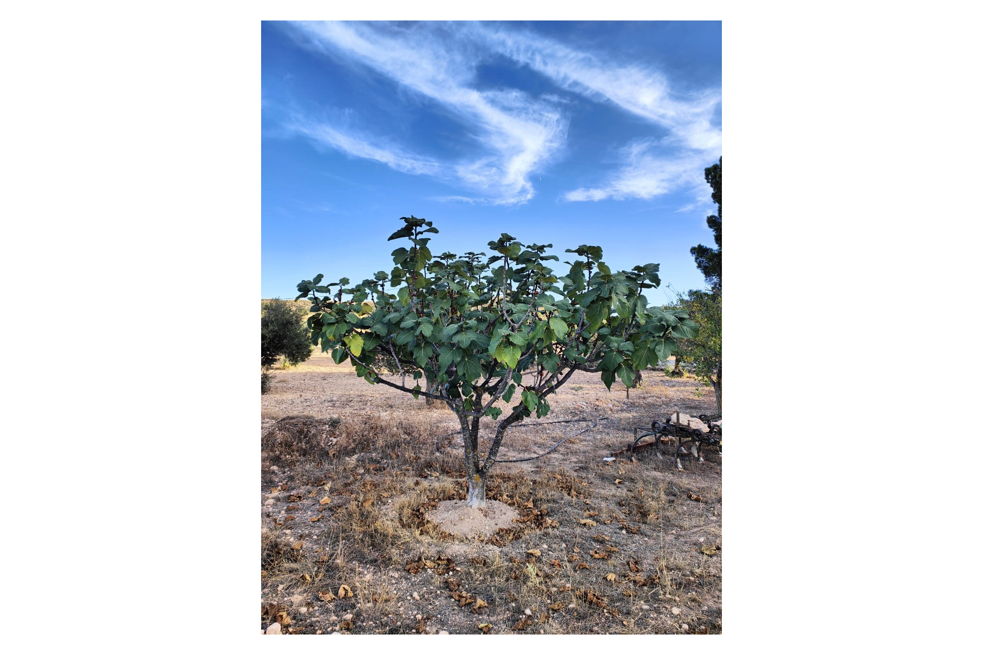 Resale - Finca / Country Property -
Yecla