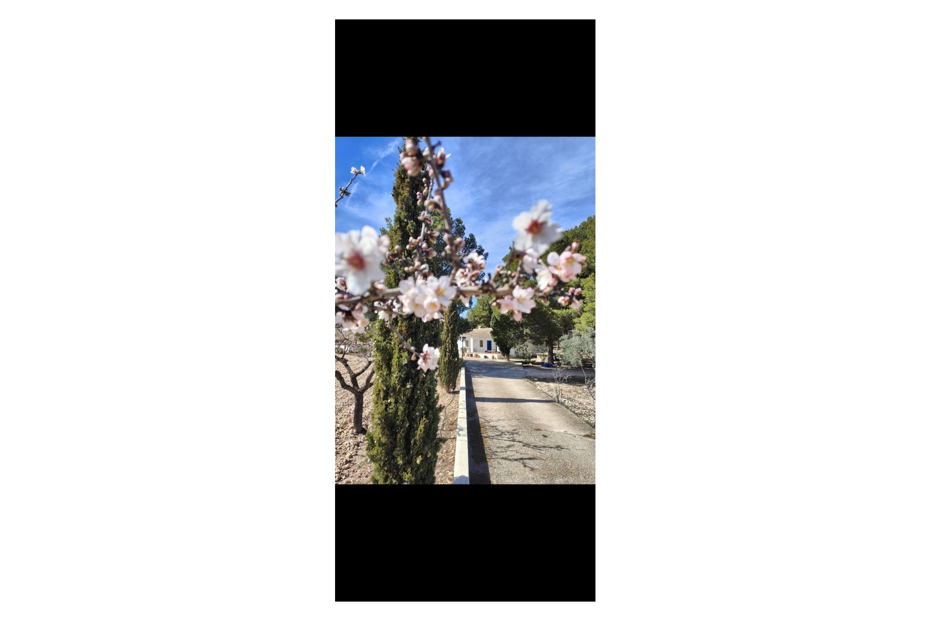 Resale - Finca / Country Property -
Yecla