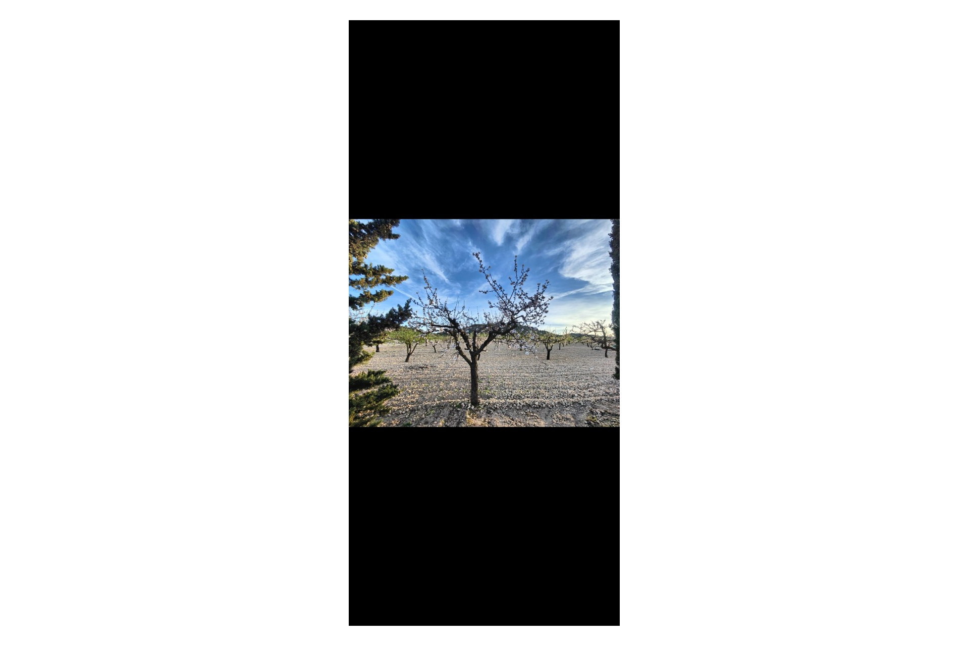 Resale - Finca / Country Property -
Yecla