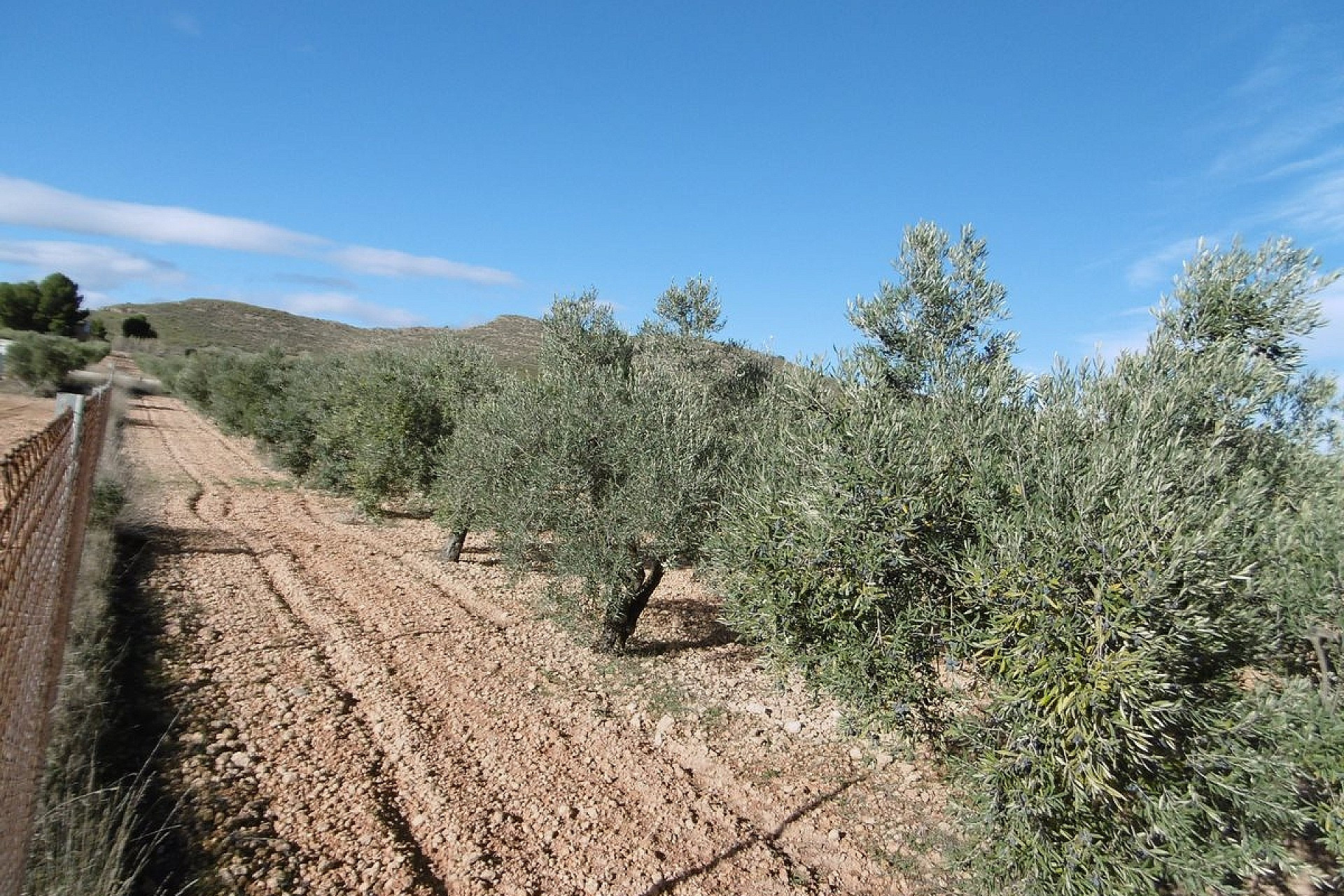 Resale - Finca / Country Property -
Yecla