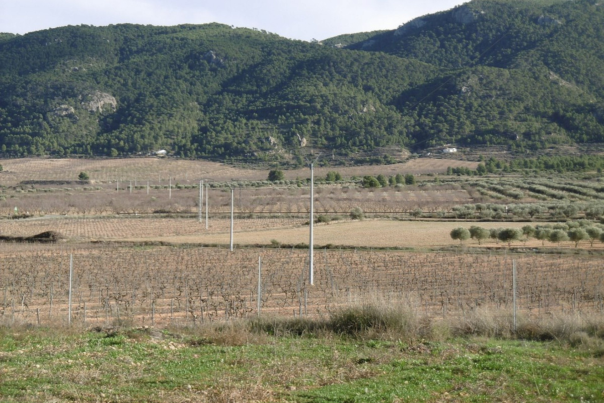 Resale - Finca / Country Property -
Yecla