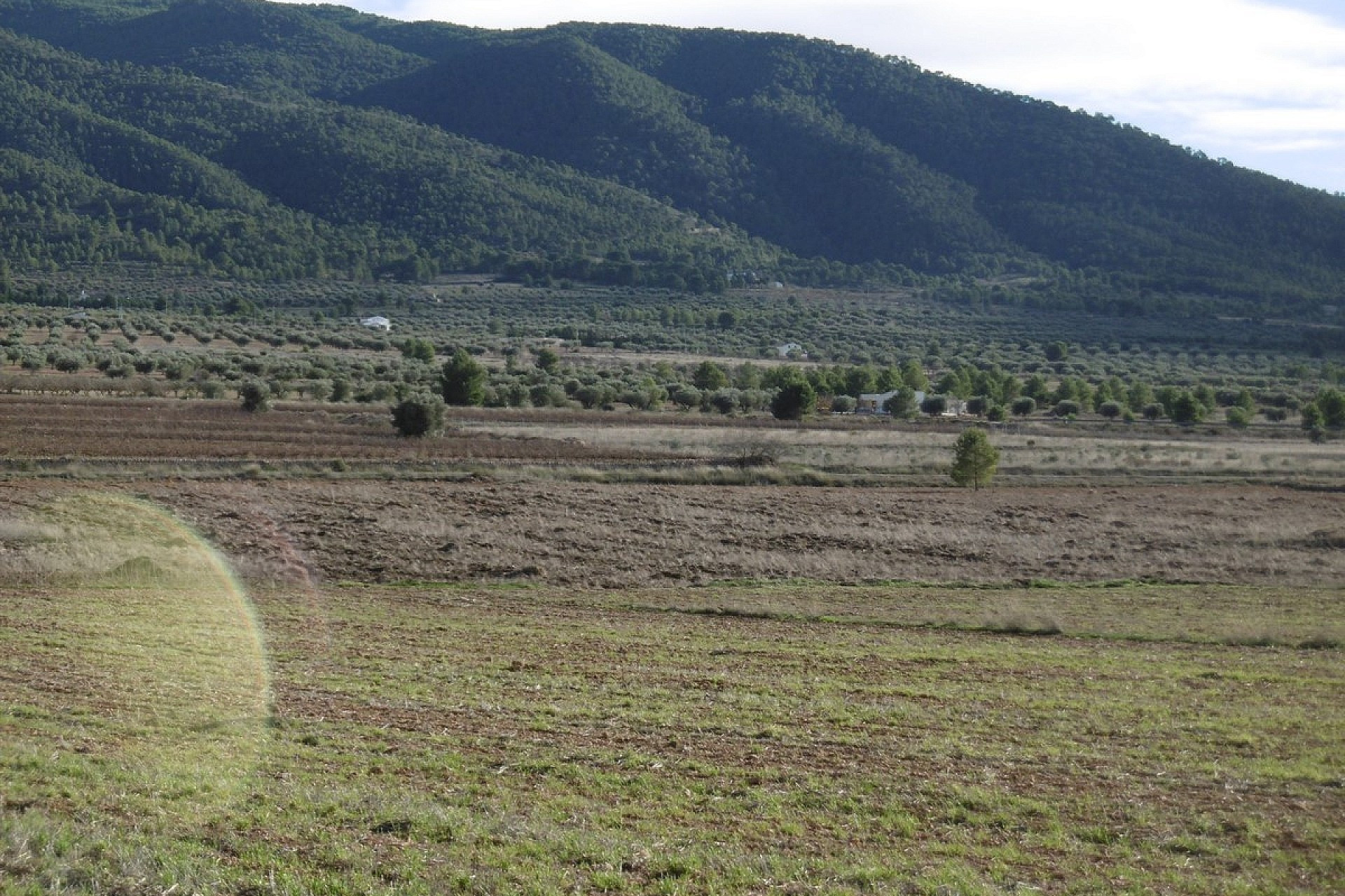 Resale - Finca / Country Property -
Yecla