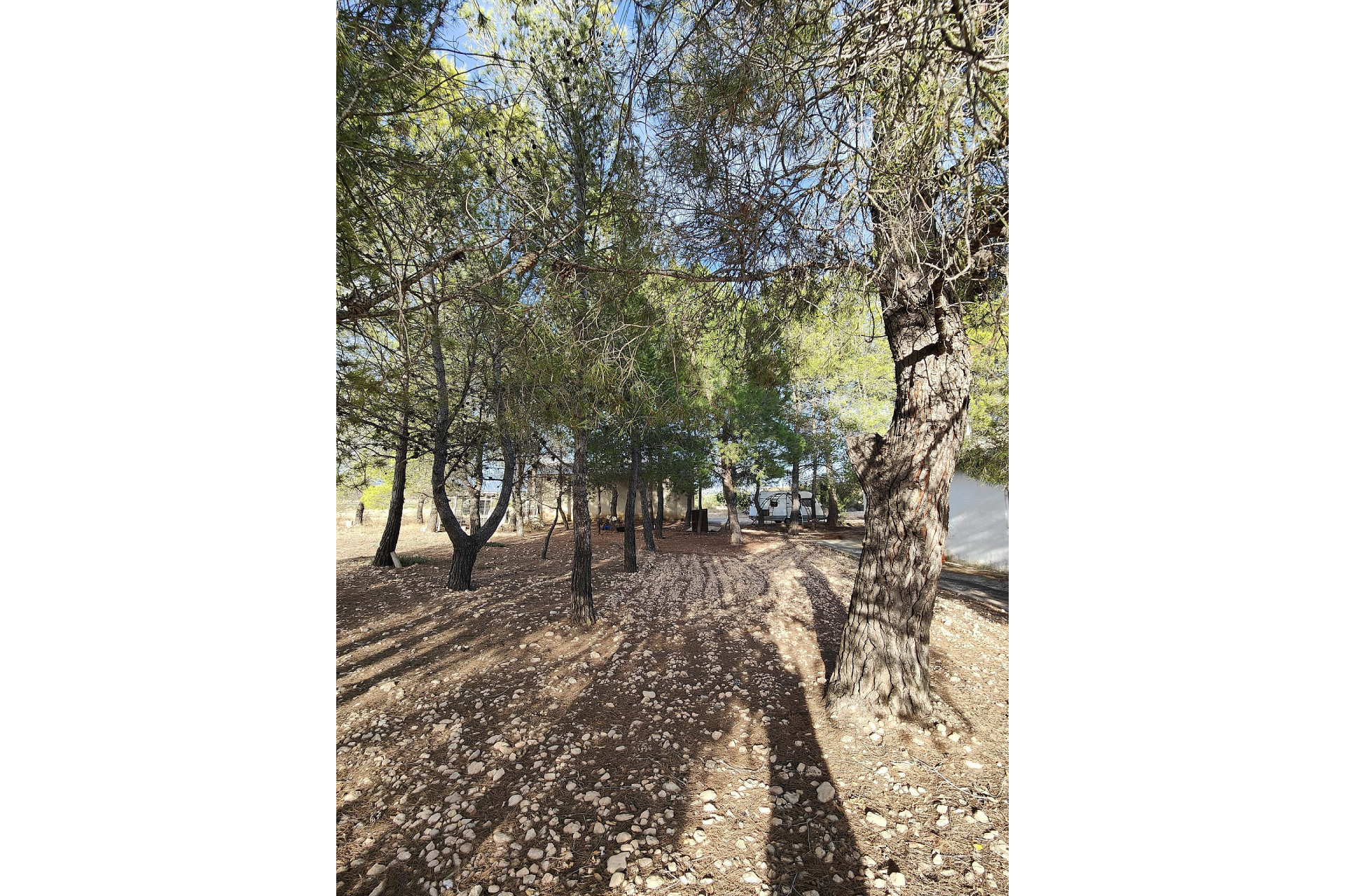 Resale - Finca / Country Property -
Yecla