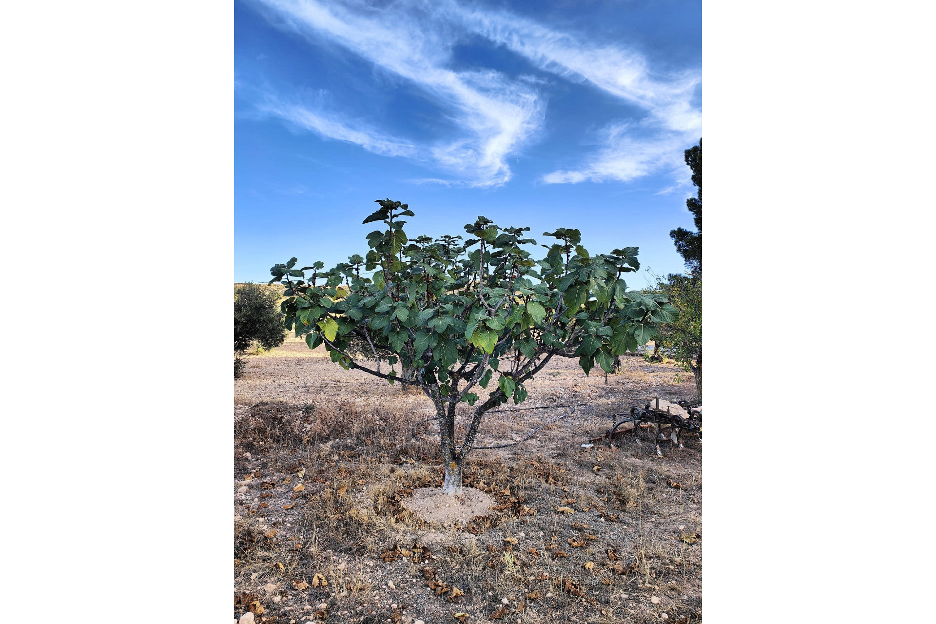 Resale - Finca / Country Property -
Yecla