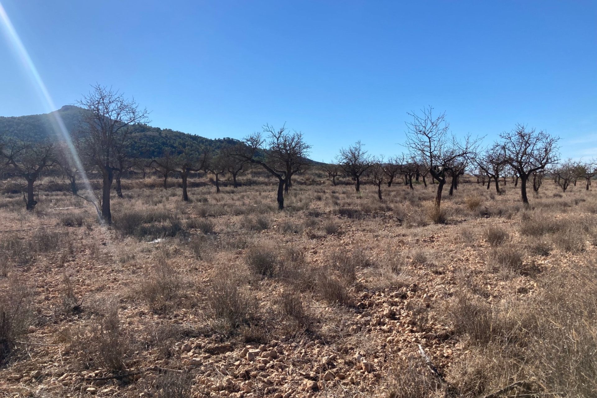 Resale - Land -
Hondón de las Nieves - HONDON DE LAS NIEVES