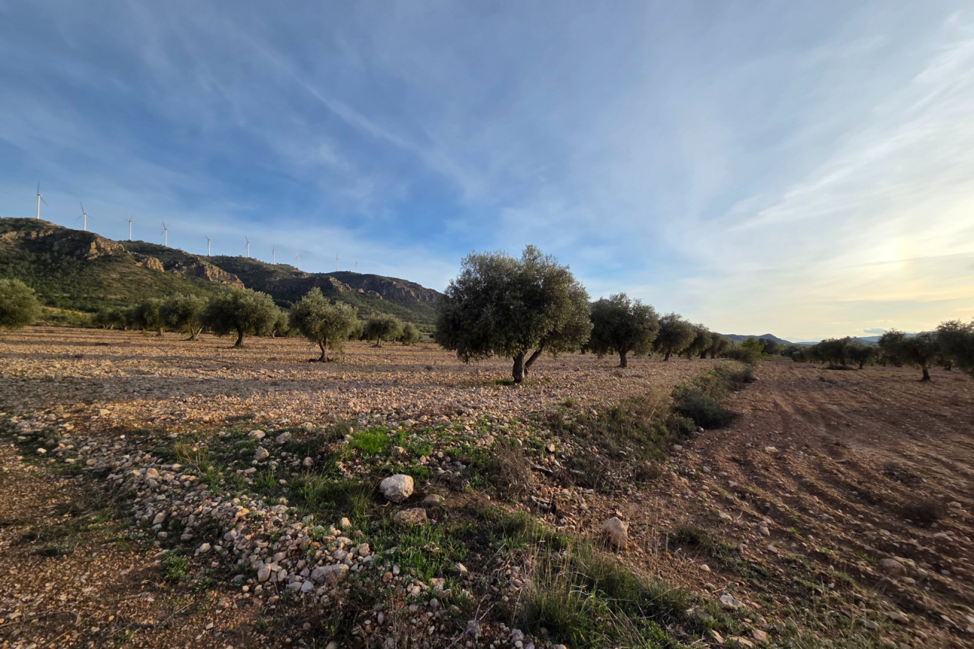 Resale - Land -
Jumilla