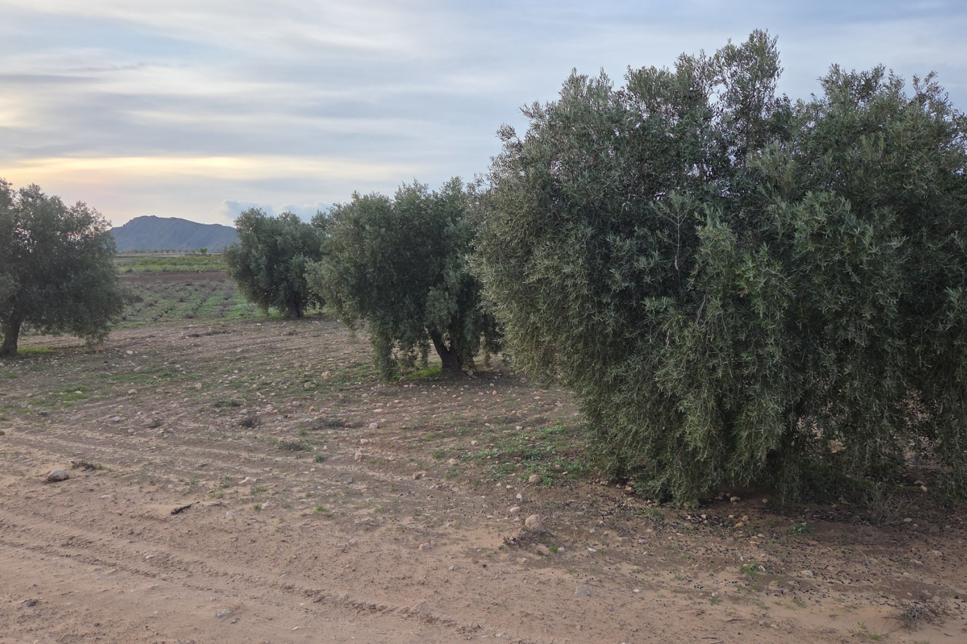 Resale - Land -
Jumilla