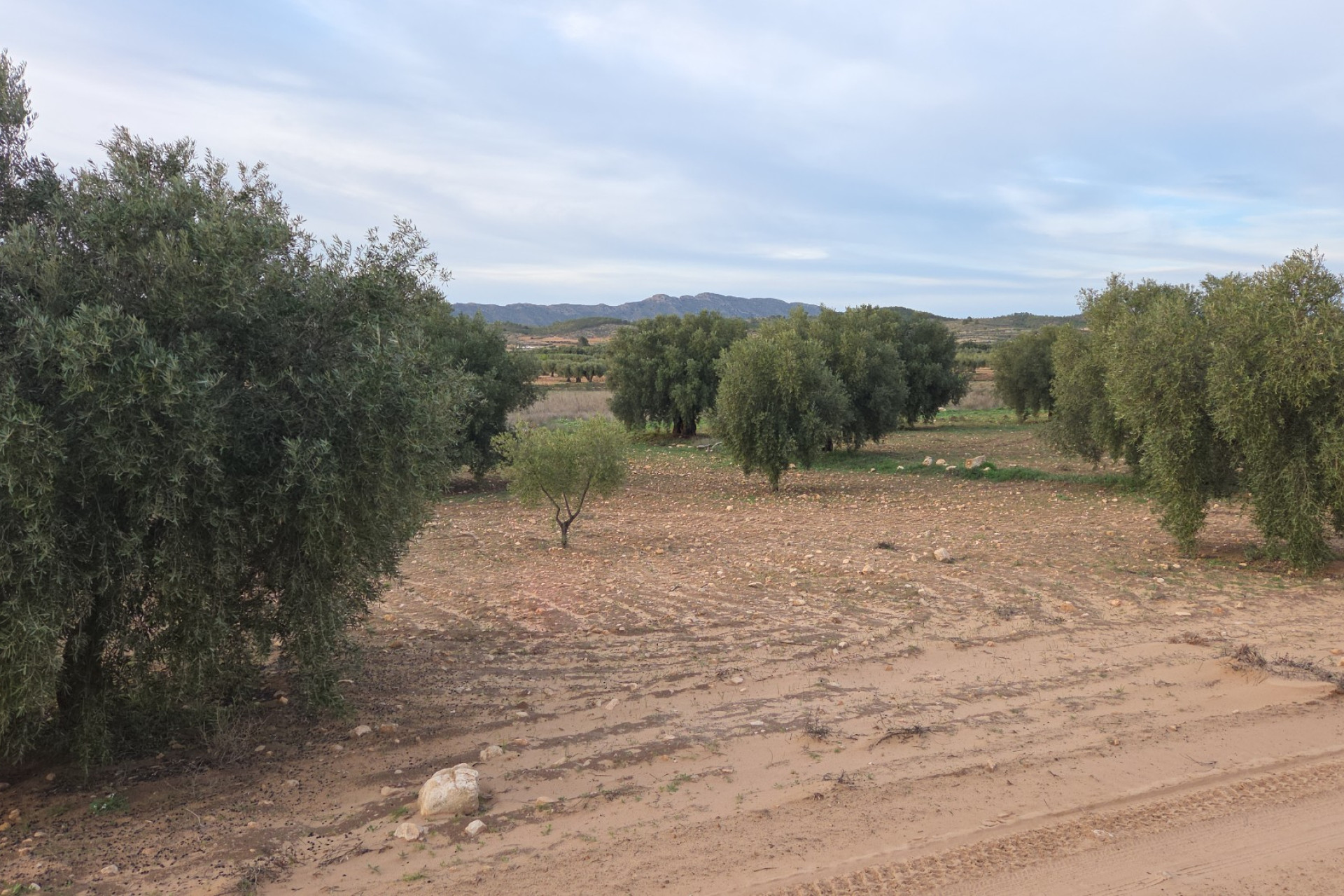 Resale - Land -
Jumilla