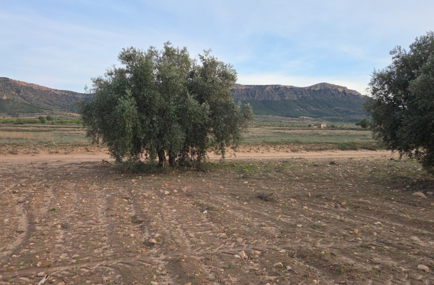 Resale - Land -
Jumilla