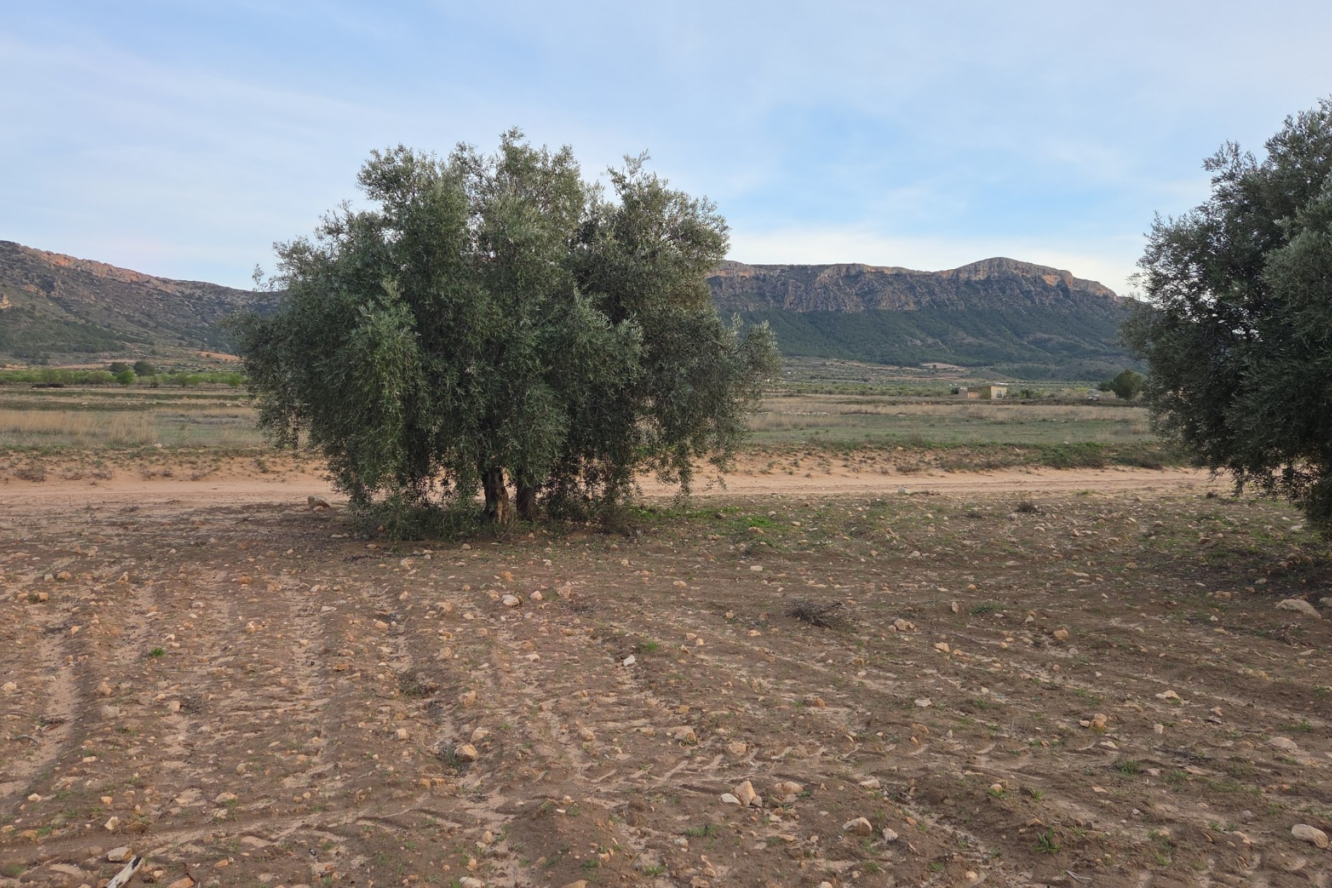 Resale - Land -
Jumilla