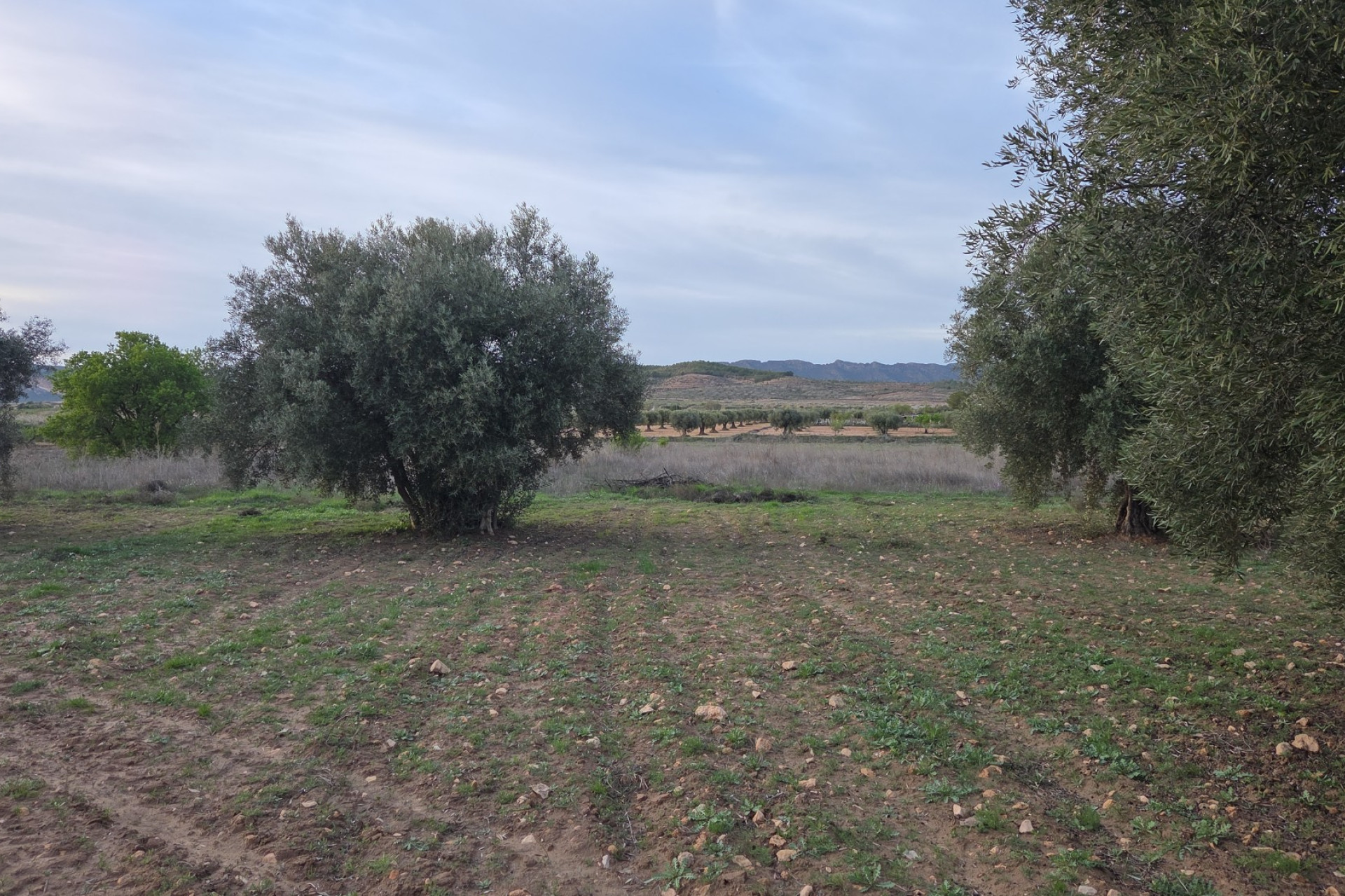 Resale - Land -
Jumilla