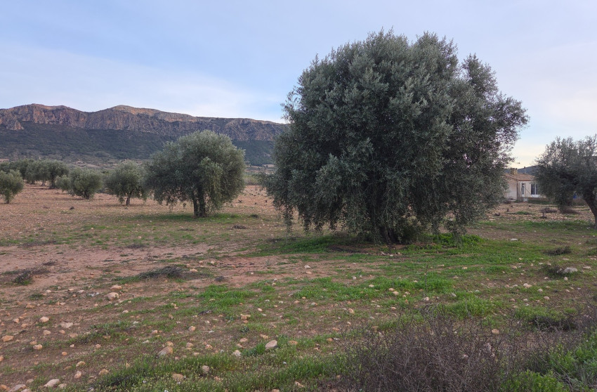 Resale - Land -
Jumilla