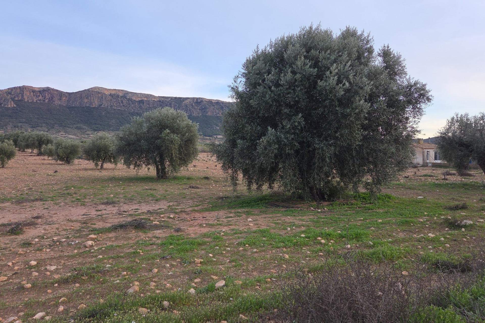 Resale - Land -
Jumilla