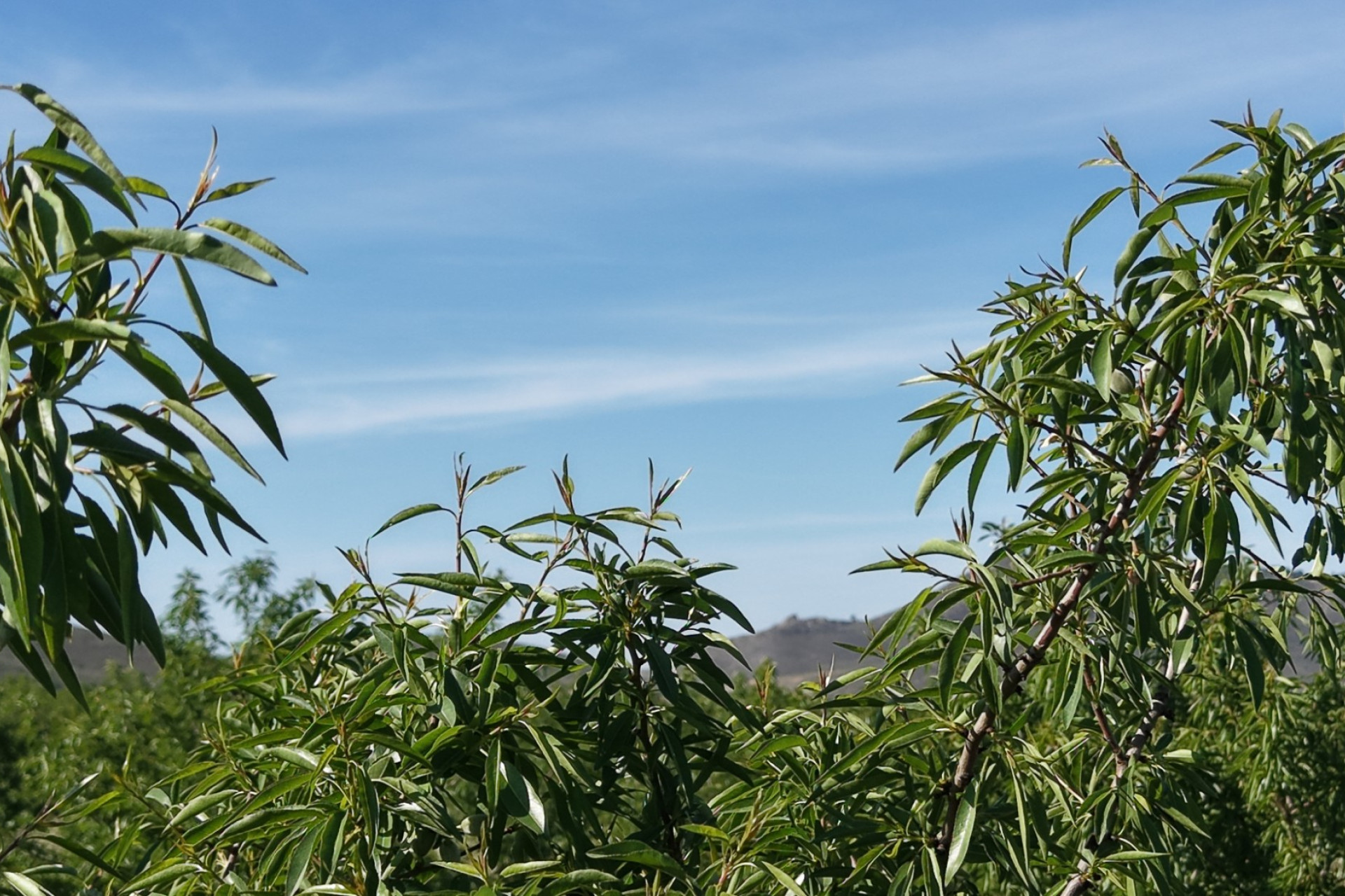 Resale - Land -
Yecla - Yecla Murcia