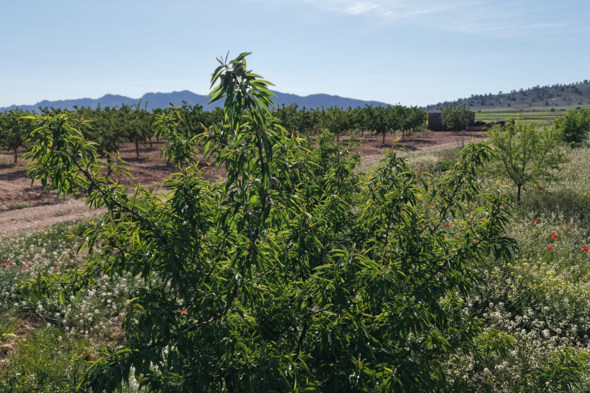 Resale - Land -
Yecla - Yecla Murcia