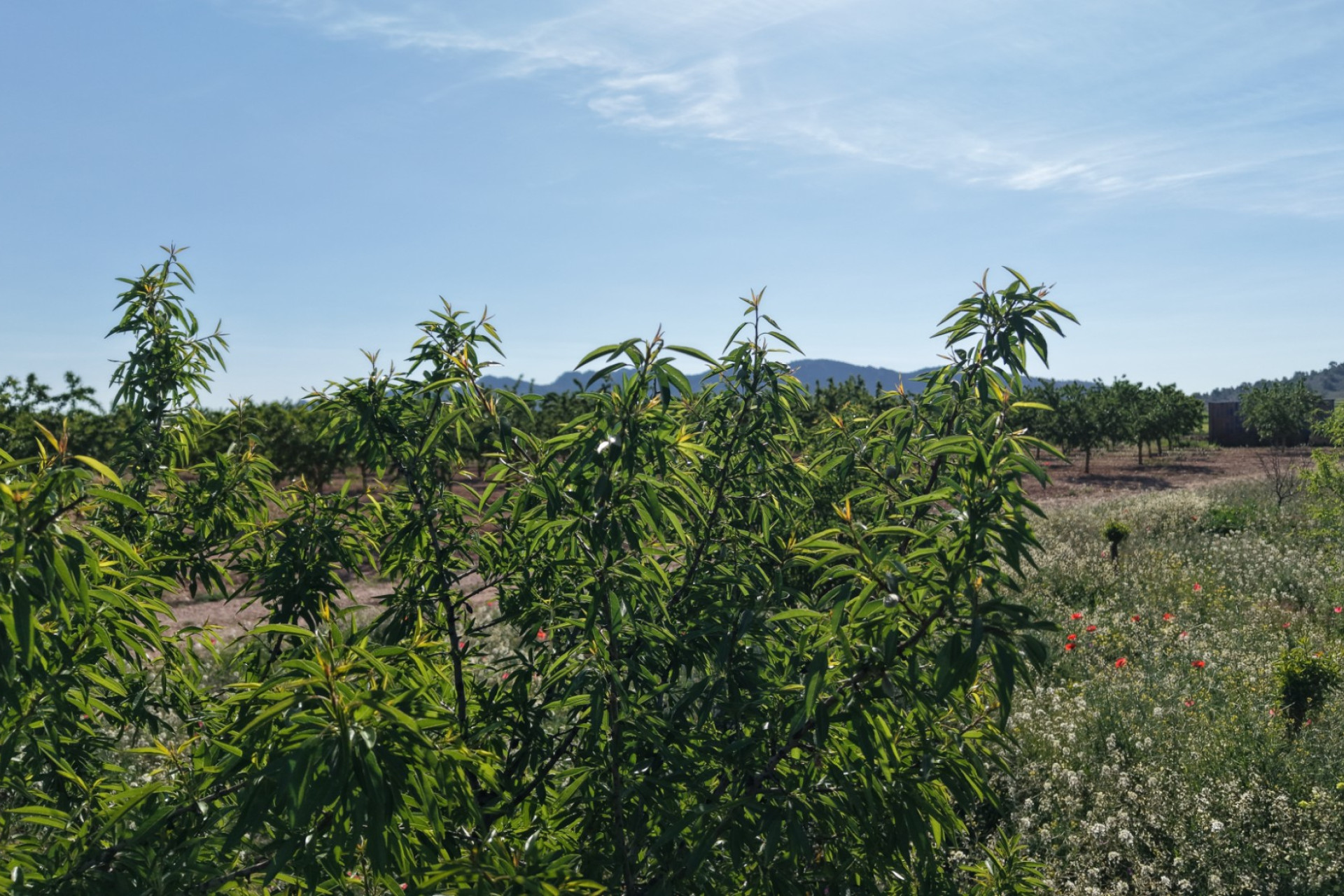 Resale - Land -
Yecla - Yecla Murcia