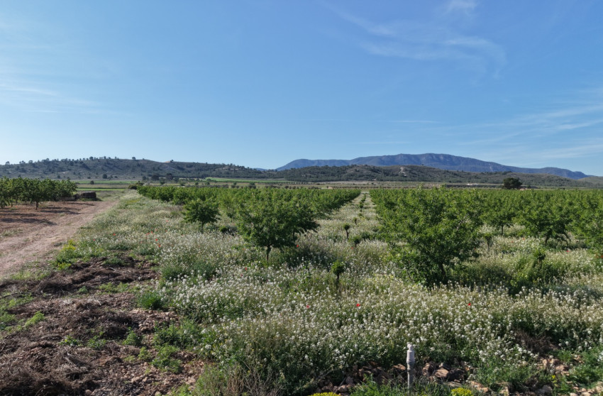 Resale - Land -
Yecla - Yecla Murcia