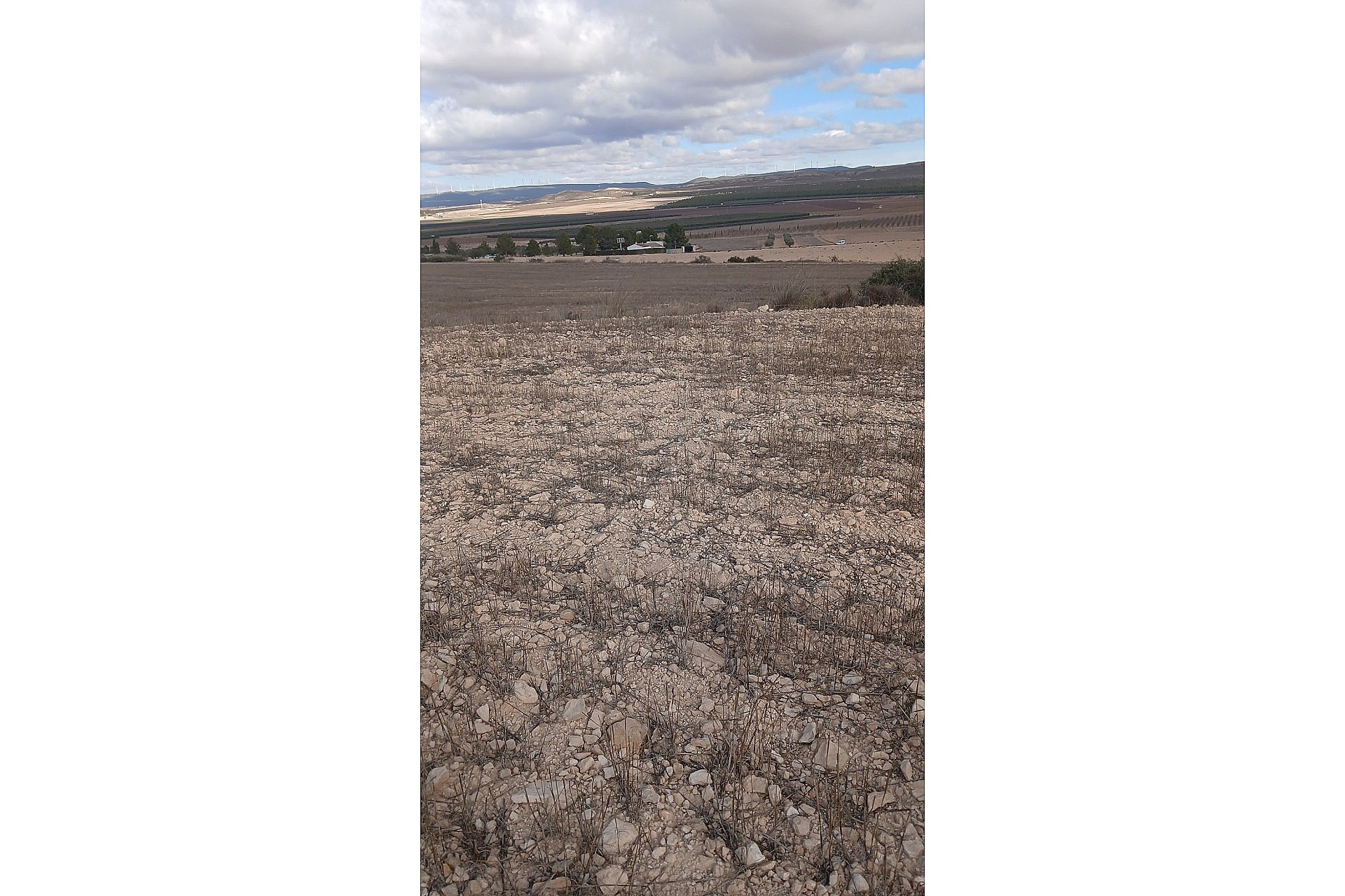 Resale - Land -
Yecla