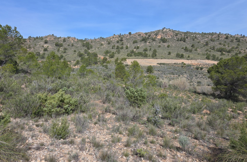 Resale - Land -
Yecla