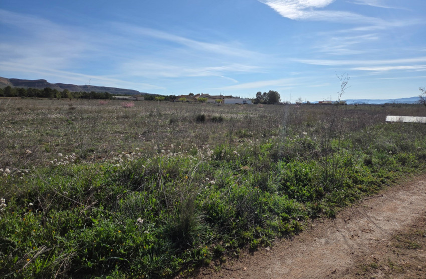 Resale - Land -
Yecla