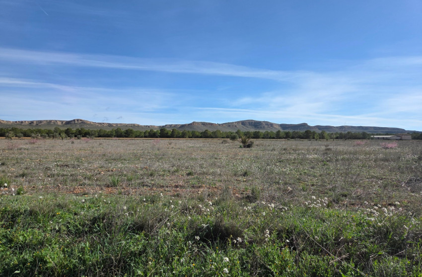 Resale - Land -
Yecla