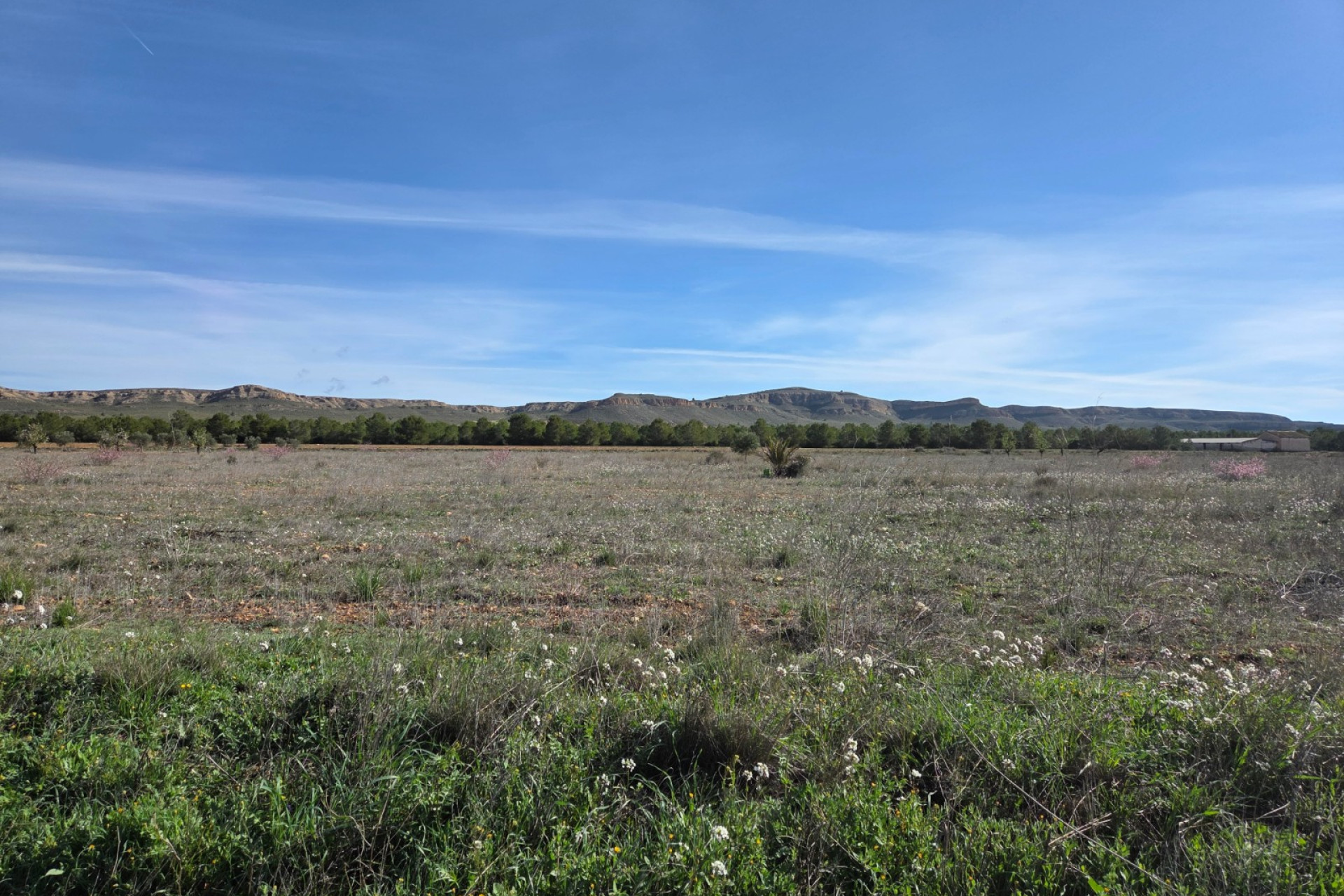 Resale - Land -
Yecla