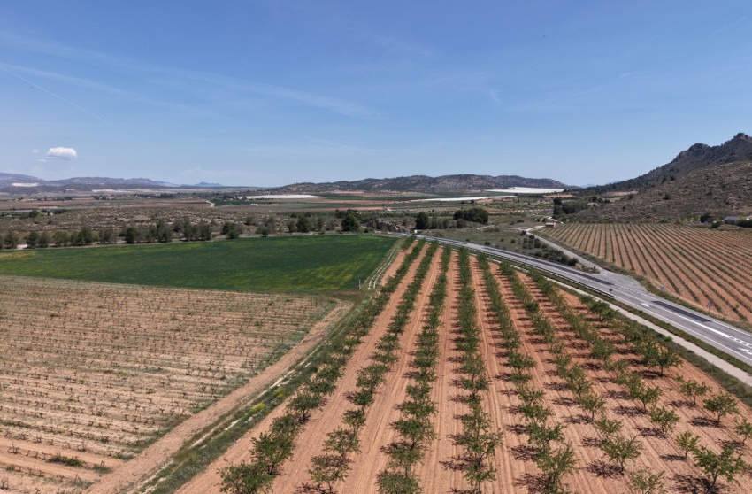 Resale - Land -
Yecla