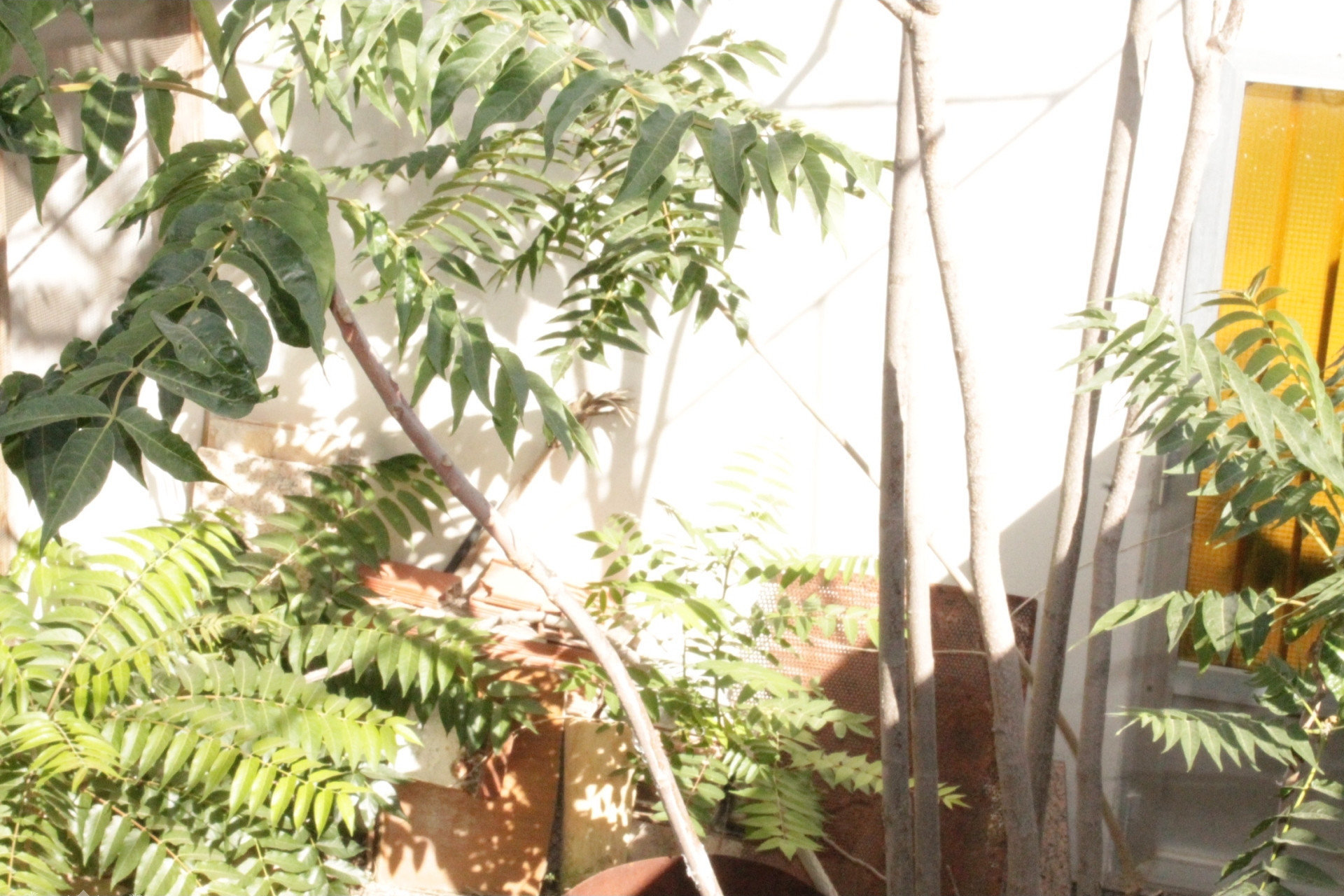 Resale - Townhouse -
Peña de la Zafra de Arriba - Peña de la Zafra de Arriba Murcia