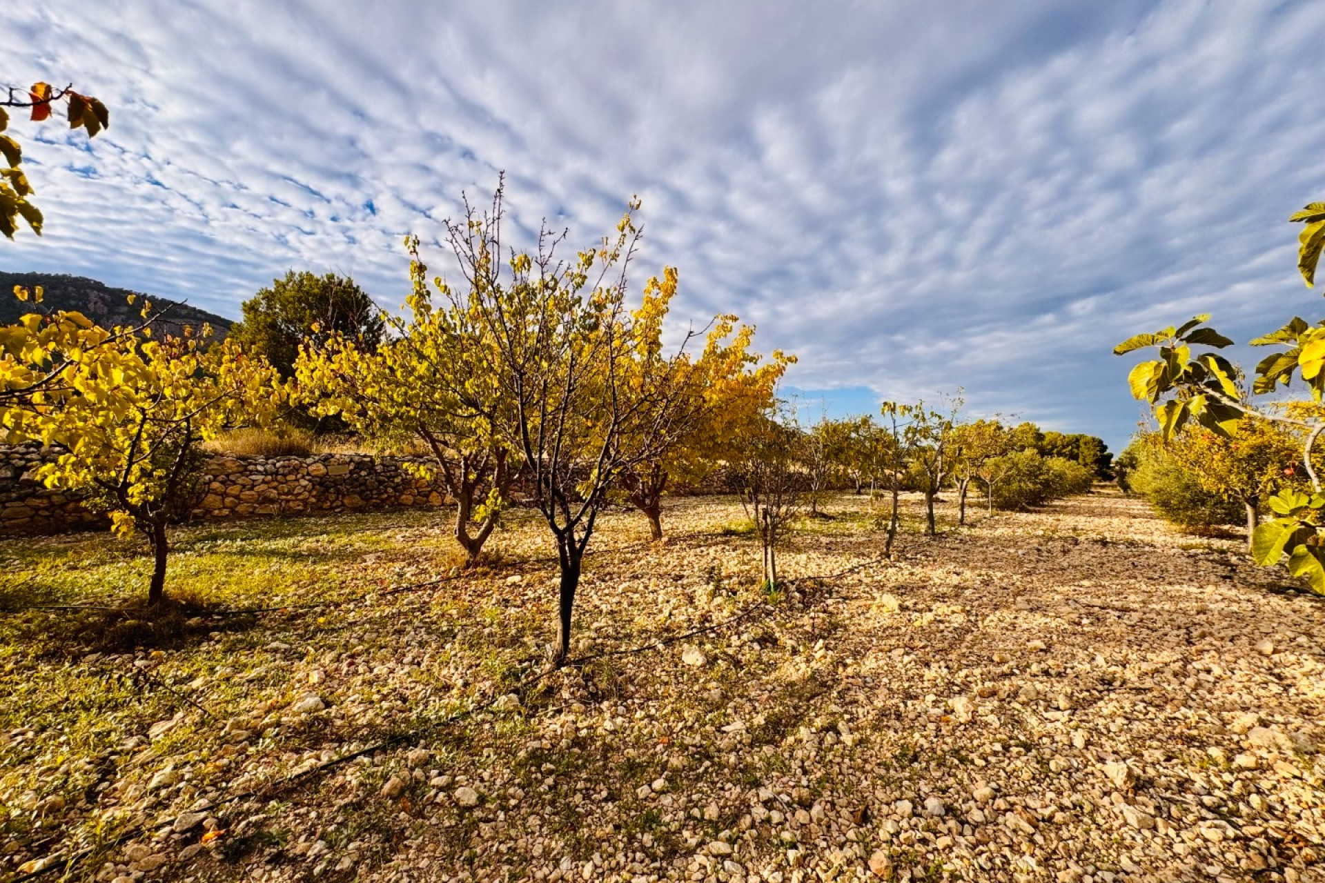 Resale - Villa -
Monóvar - Monovar