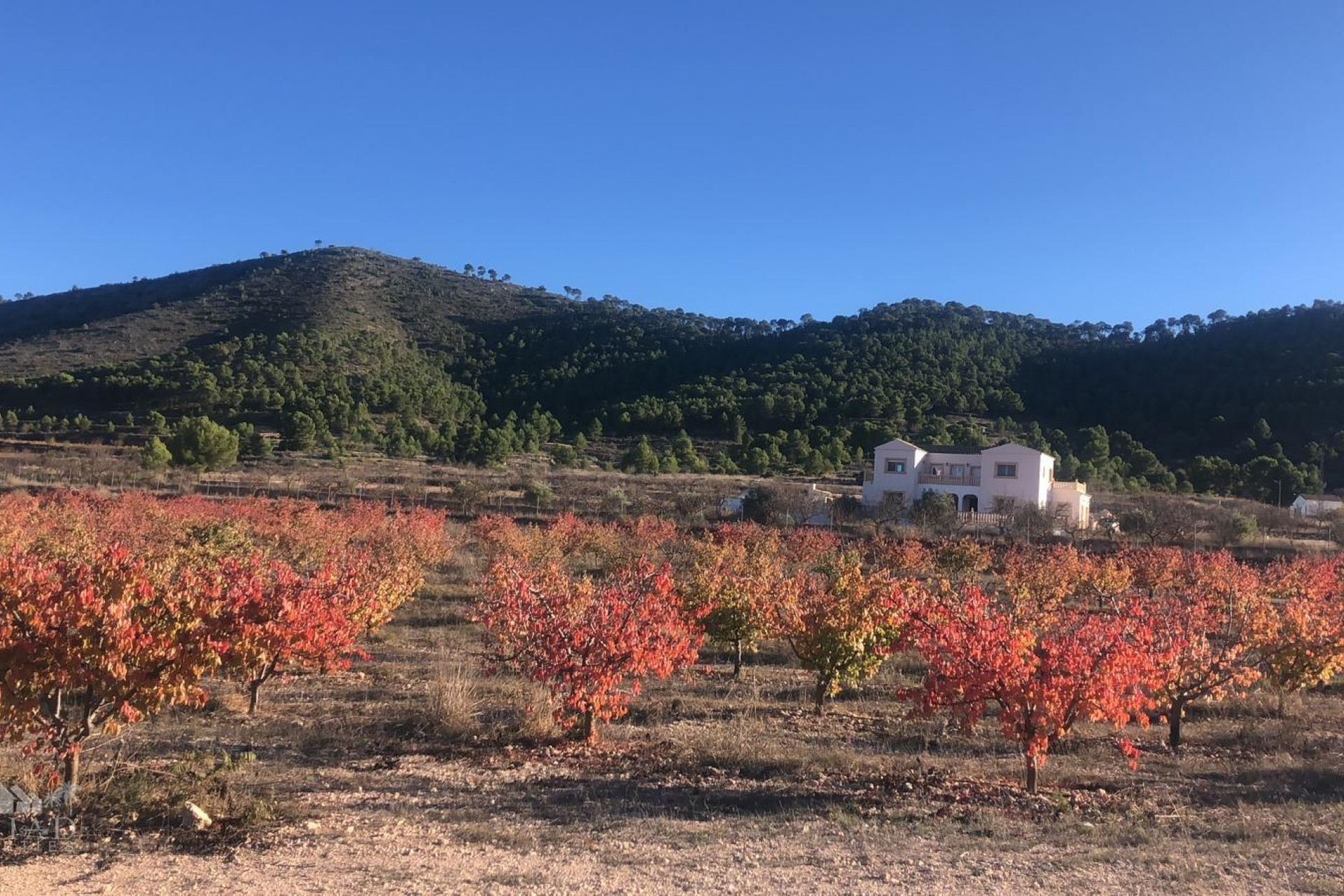 Resale - Villa -
Pinoso - Pinoso Alicante