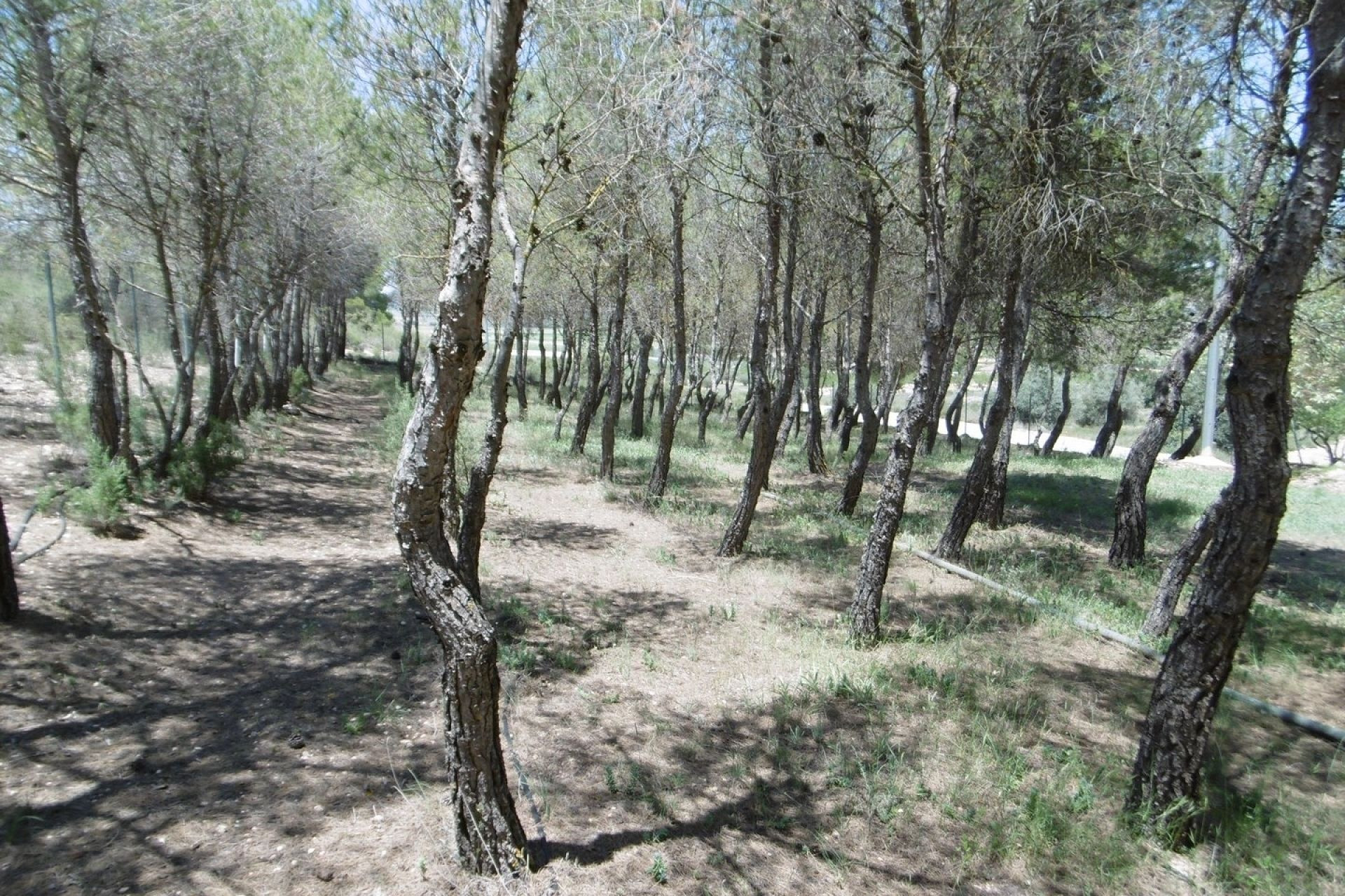 Resale - Villa -
Yecla