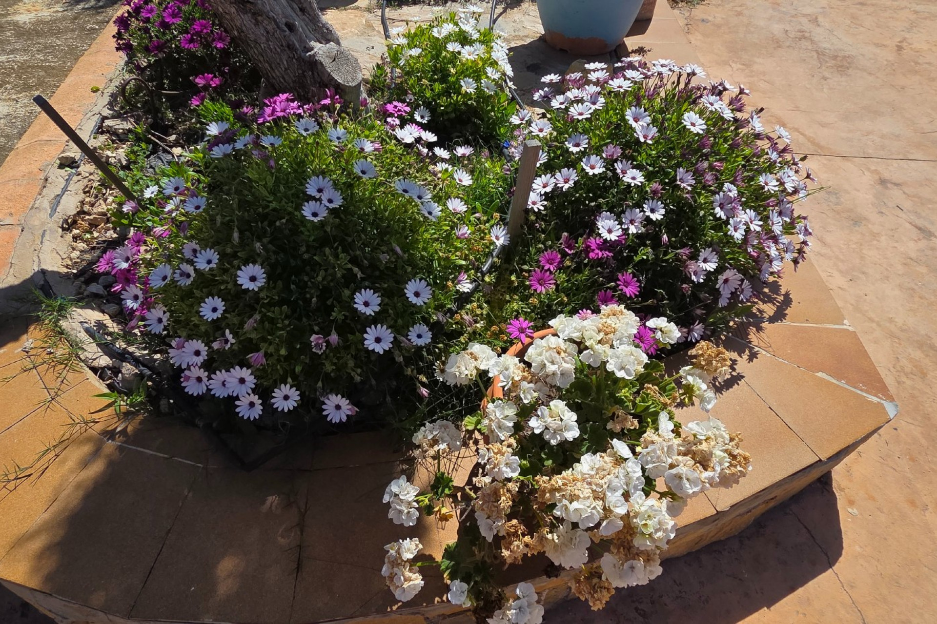 Resale - Villa -
Yecla