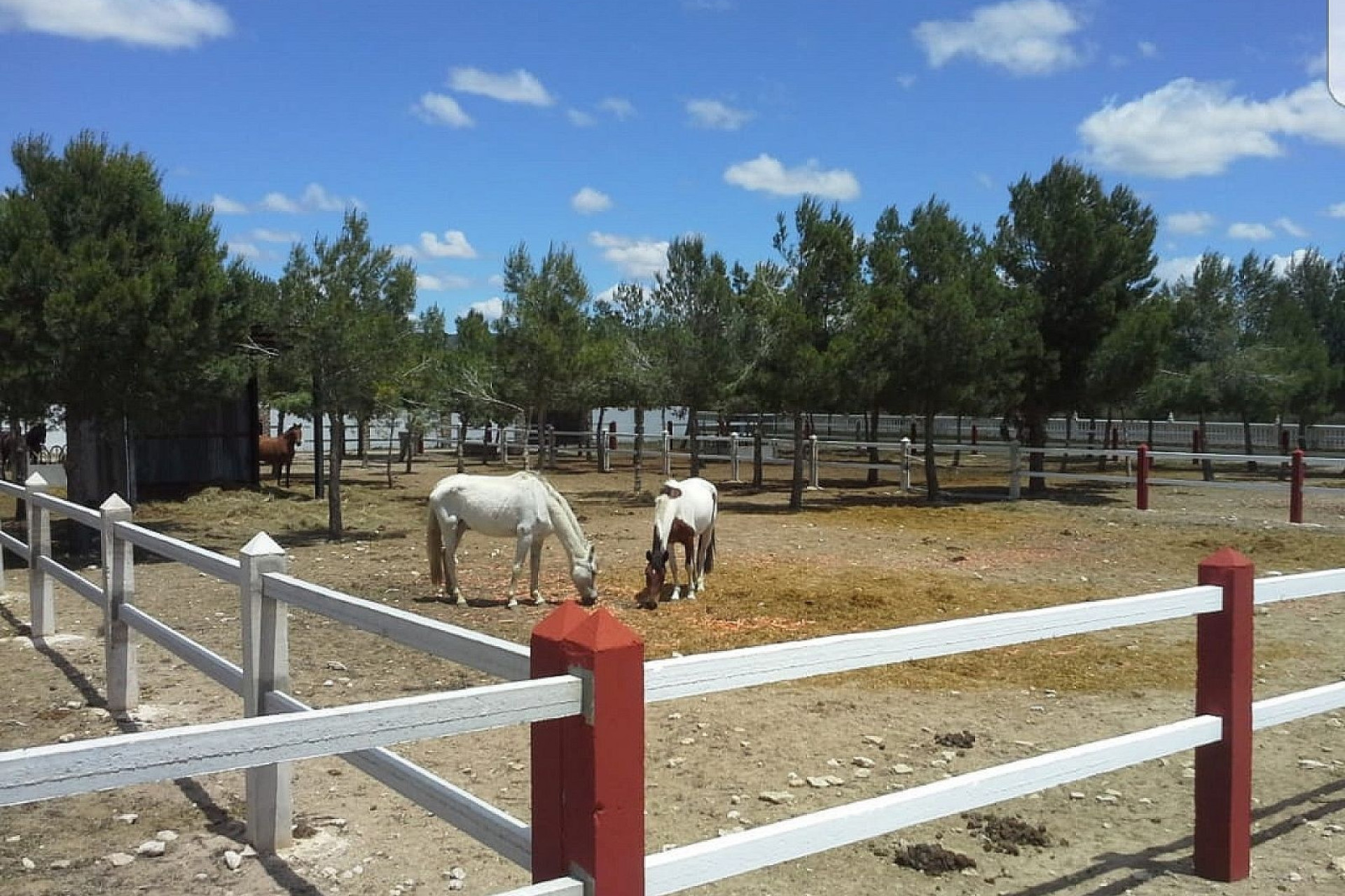 Revente - Local commercial -
Yecla