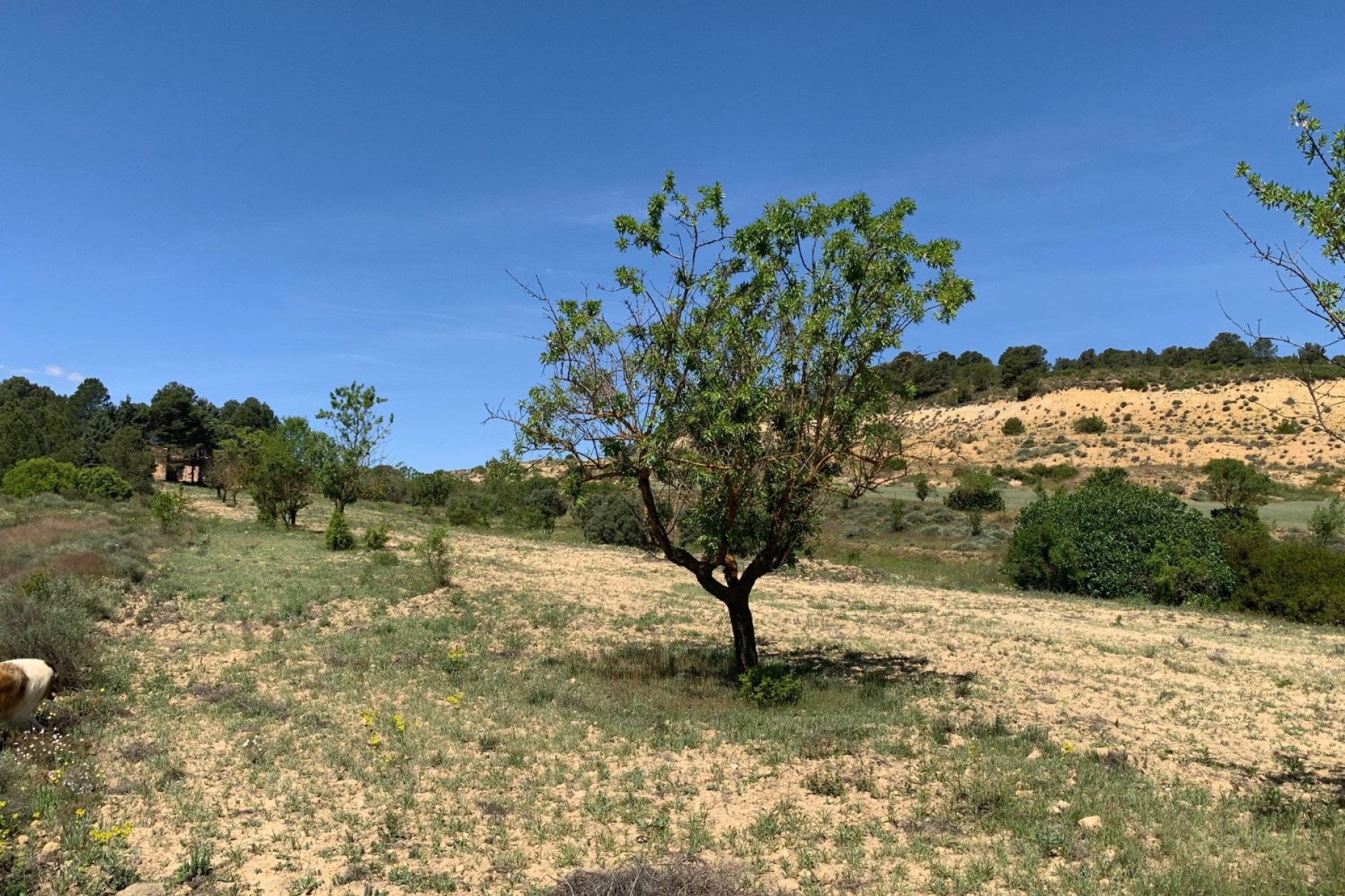 Revente - Maison de campagne -
Almansa