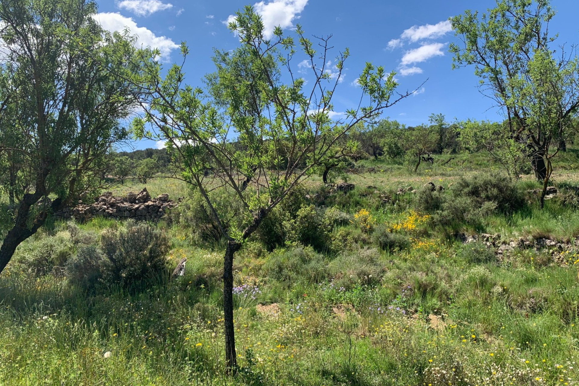Revente - Maison de campagne -
Almansa
