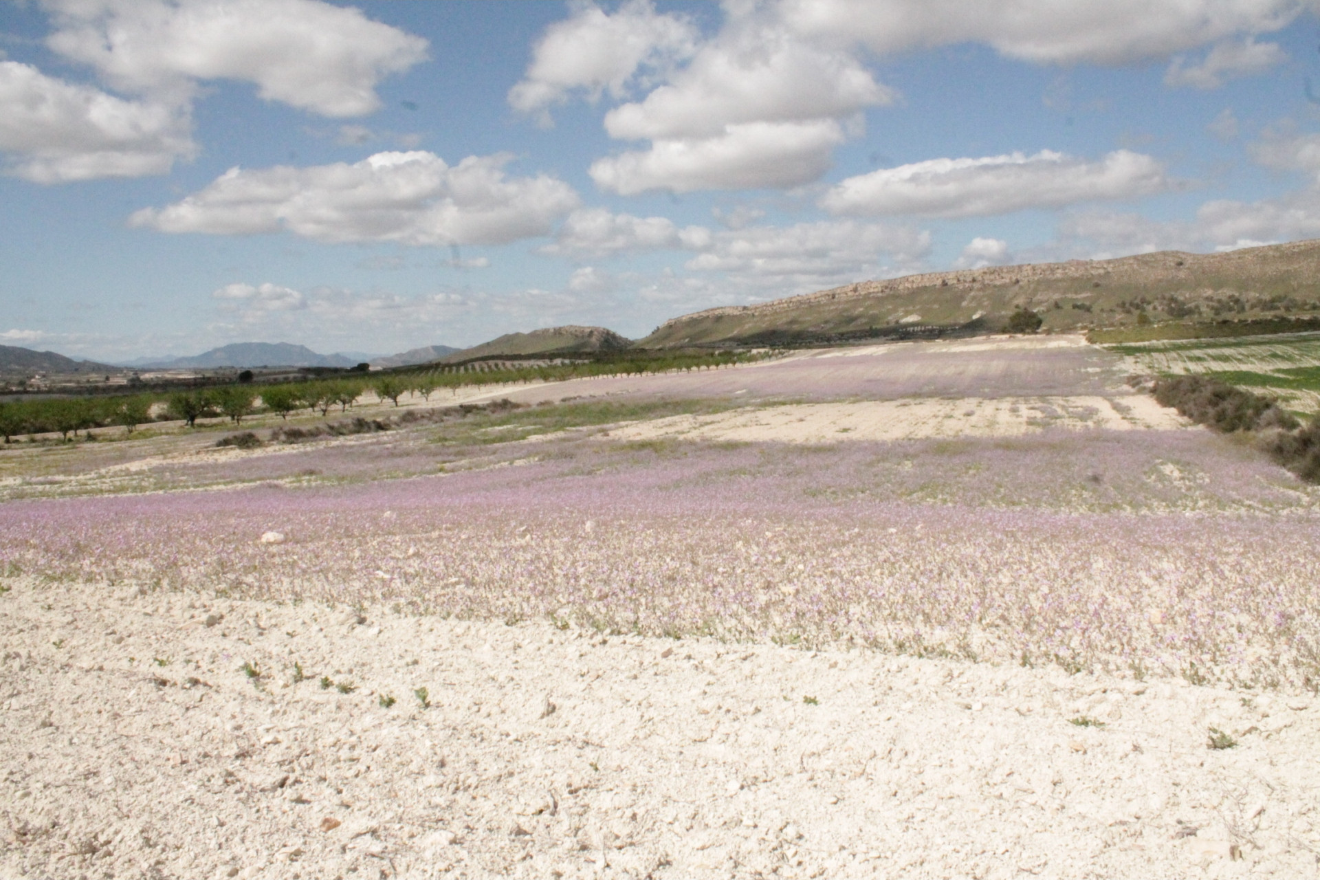 Revente - Maison de campagne -
Cañada del Trigo - Canada del Trigo Murcia