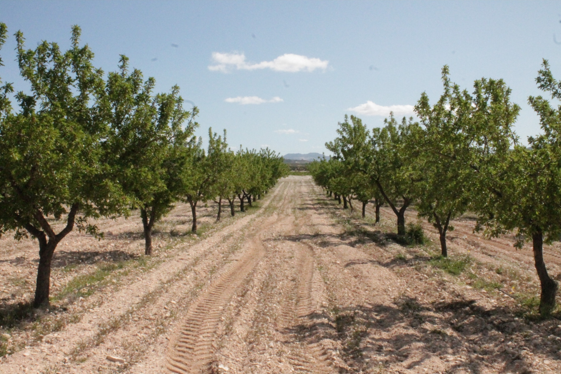 Revente - Maison de campagne -
Cañada del Trigo - Canada del Trigo Murcia