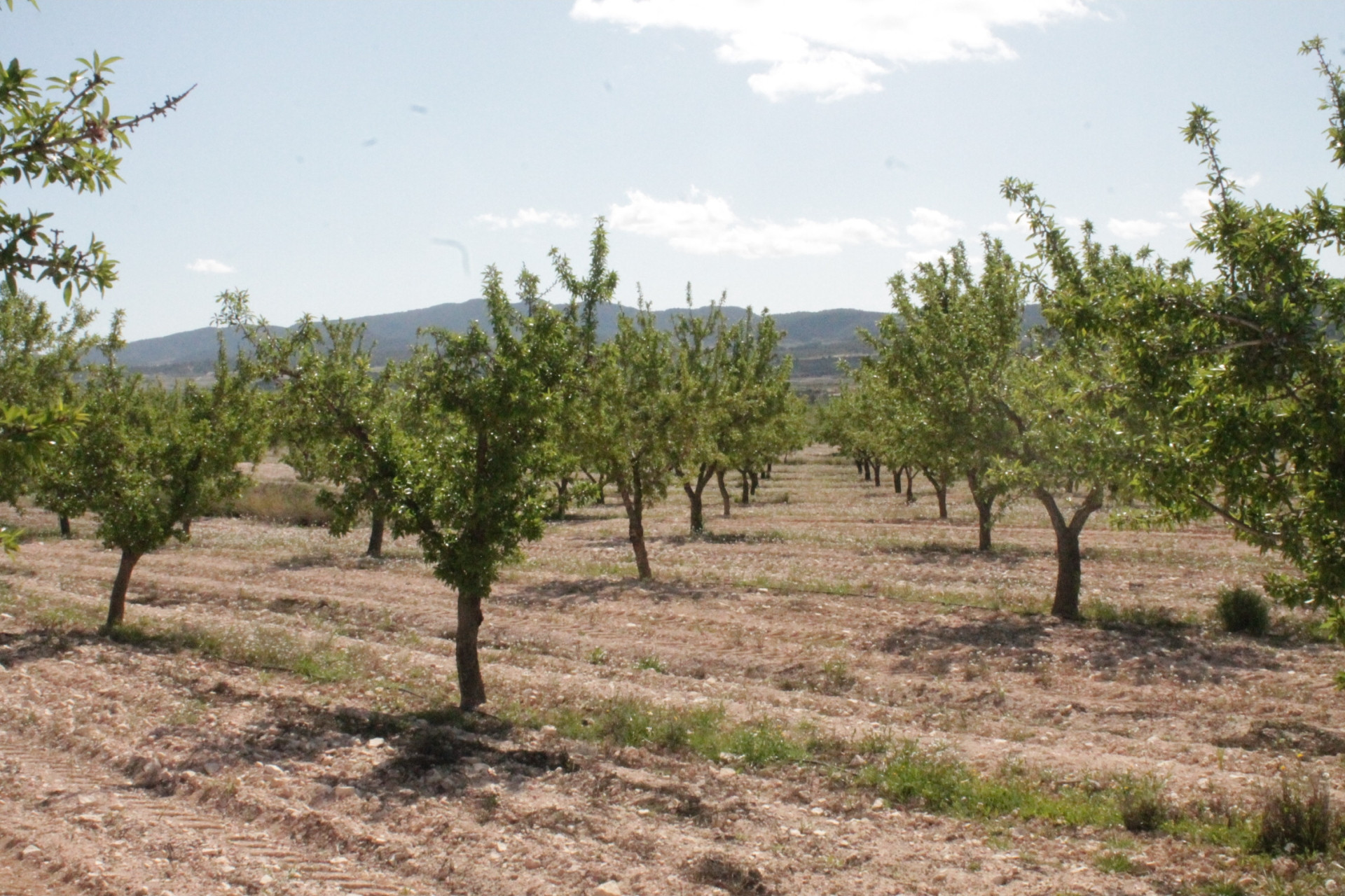 Revente - Maison de campagne -
Cañada del Trigo - Canada del Trigo Murcia