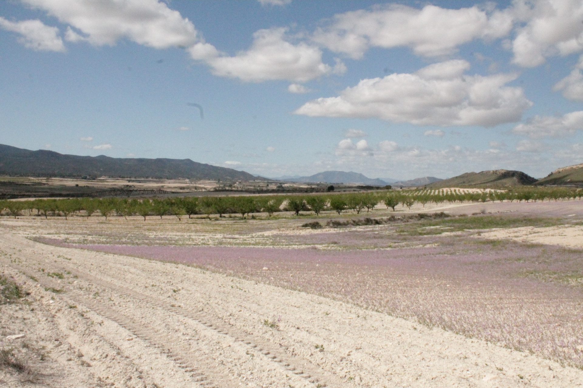 Revente - Maison de campagne -
Cañada del Trigo - Canada del Trigo Murcia