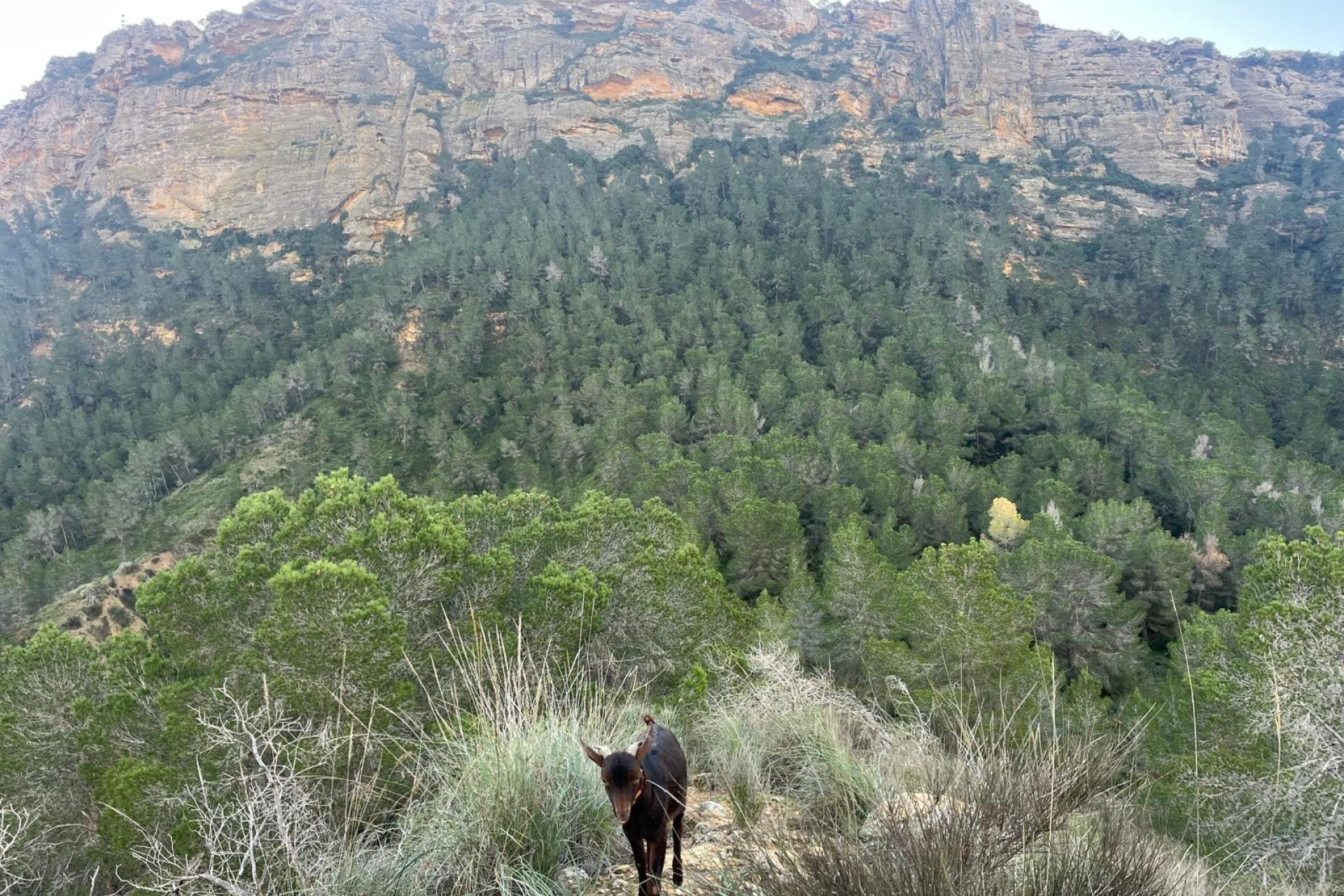 Revente - Maison de campagne -
Gea y Truyols